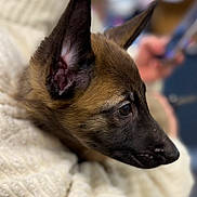 Aïko participe au concours pour gagner de l'argent avec cette photo : dog, puppy, close_up, side_profile, ear, brown_fur, black_muzzle, blanket, knitted_blanket, soft_texture, resting, indoor, blurred_background, hand, phone, domestic_animal, pet, young_dog, cozy, comfort