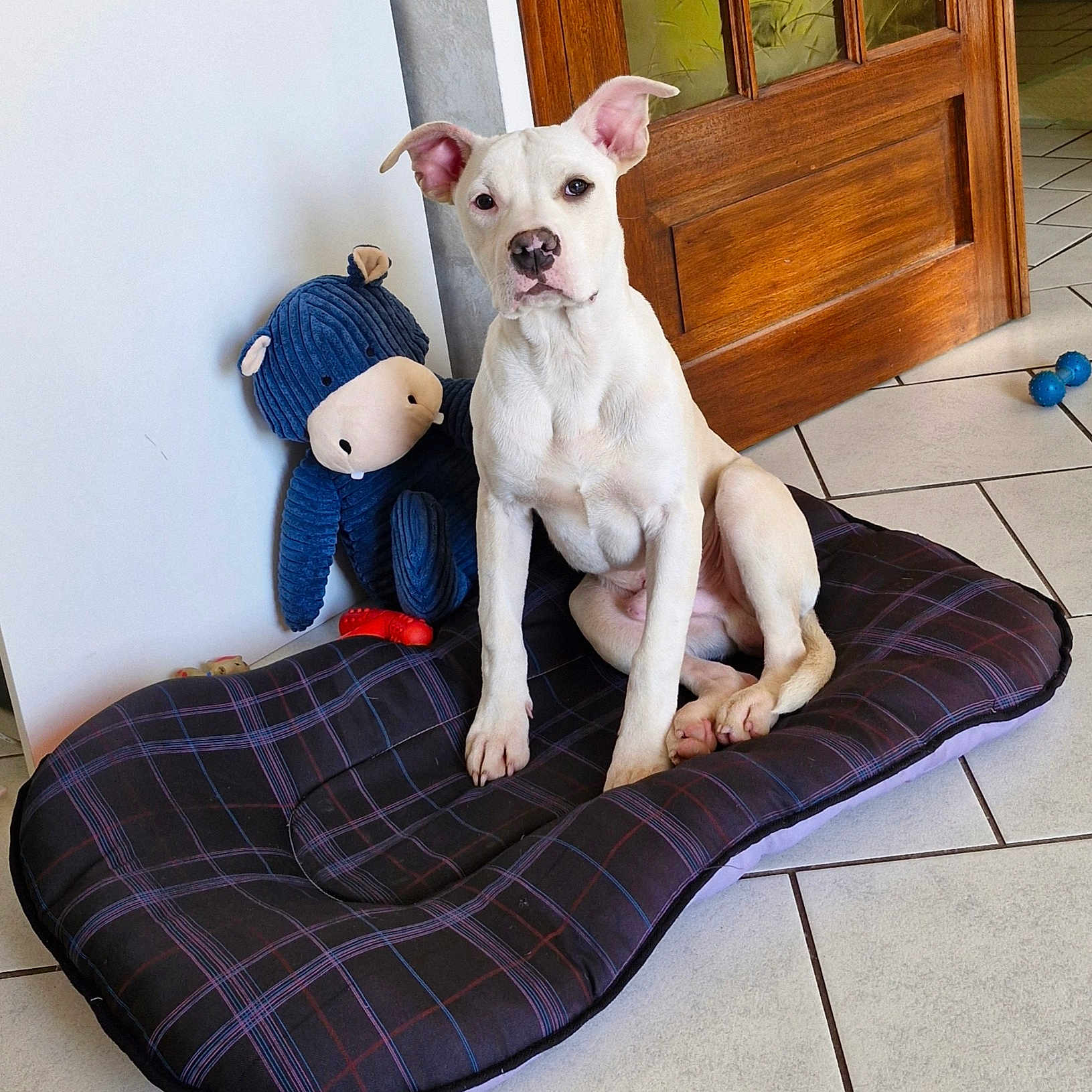 Varny a rejoint le concours — aidez-le/la à gagner de superbes lots ! animal, canine, cushion, dog, dogbed, homedecor, pet, puppy, toy