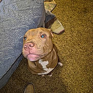 Oden joined the competition — help win amazing prizes! blanket, boots, brown_coat, carpet, close_up, cozy, curious, dog, ears, flash, indoor, looking_up, nose, owner_feet, pet, pitbull, portrait, quilt, sitting, white_marking