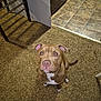 brown_dog, carpet, dog, ears, eyes, flash_reflection, floor_transition, furniture, home, indoor, kitchen, looking_up, nose, paws, pet, pitbull, rug, sitting, tail, tile_floor