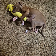 Oden joined the competition — help win amazing prizes! animal, brown, carpet, chewing, cute, dog, ears, fur, indoor, lying_down, nose, paw, pet, playful, plush_toy, puppy, small_dog, tail, toy, young_dog