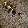 animal, brown, carpet, chewing, cute, dog, ears, fur, indoor, lying_down, nose, paw, pet, playful, plush_toy, puppy, small_dog, tail, toy, young_dog