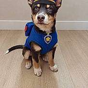 Billy a rejoint le concours — aidez-le/la à gagner de superbes lots ! dog, puppy, small_dog, uniform, police_costume, blue_hat, cap, vest, badge, sitting, indoors, wooden_floor, wall, portrait, pet, animal, upright_ears, black_and_tan, costume, centered_subject
