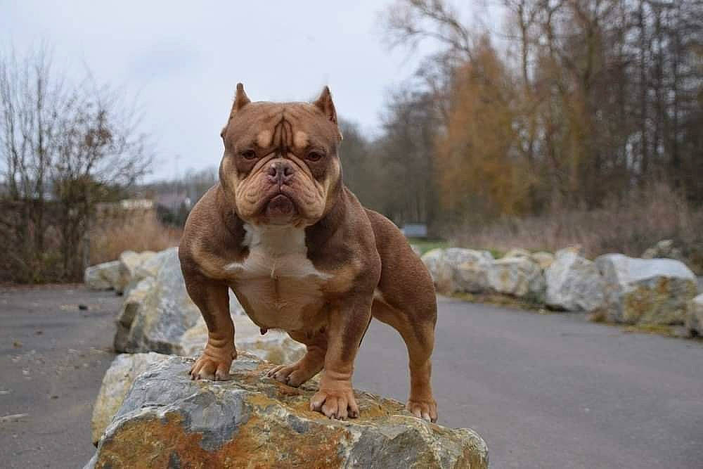 Moly a rejoint le concours — aidez-le/la à gagner de superbes lots ! ancient_dog_breeds, bulldog, canidae, carnivore, cloud, companion_dog, dog, dog_breed, fawn, liver, non_sporting_group, plant, sky, snout, sporting_group, tail, terrestrial_animal, tree, working_dog, wrinkle