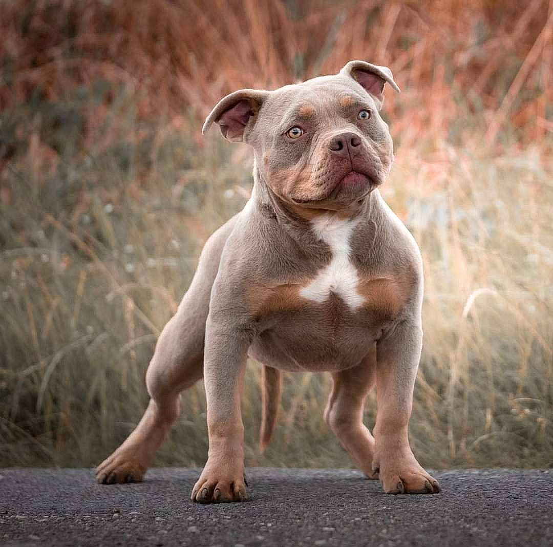 Pin-up a rejoint le concours — aidez-le/la à gagner de superbes lots ! ancient_dog_breeds, canidae, carnivore, companion_dog, dog, dog_breed, dorset_olde_tyme_bulldogge, fawn, grass, liver, molosser, non_sporting_group, plant, soil, sporting_group, terrestrial_animal, whiskers, working_animal, working_dog, wrinkle