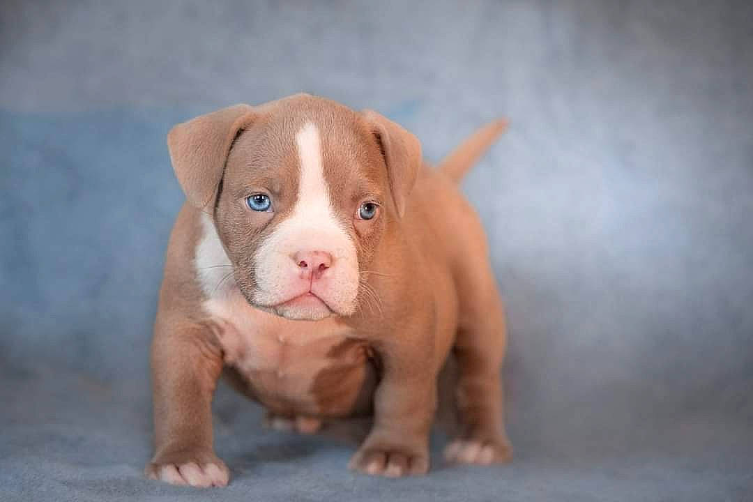 Era a rejoint le concours — aidez-le/la à gagner de superbes lots ! canidae, carnivore, companion_dog, dog, dog_breed, ear, fawn, hardwood, liver, non_sporting_group, puppy, snout, sporting_group, terrestrial_animal, toy, whiskers, wood, working_animal