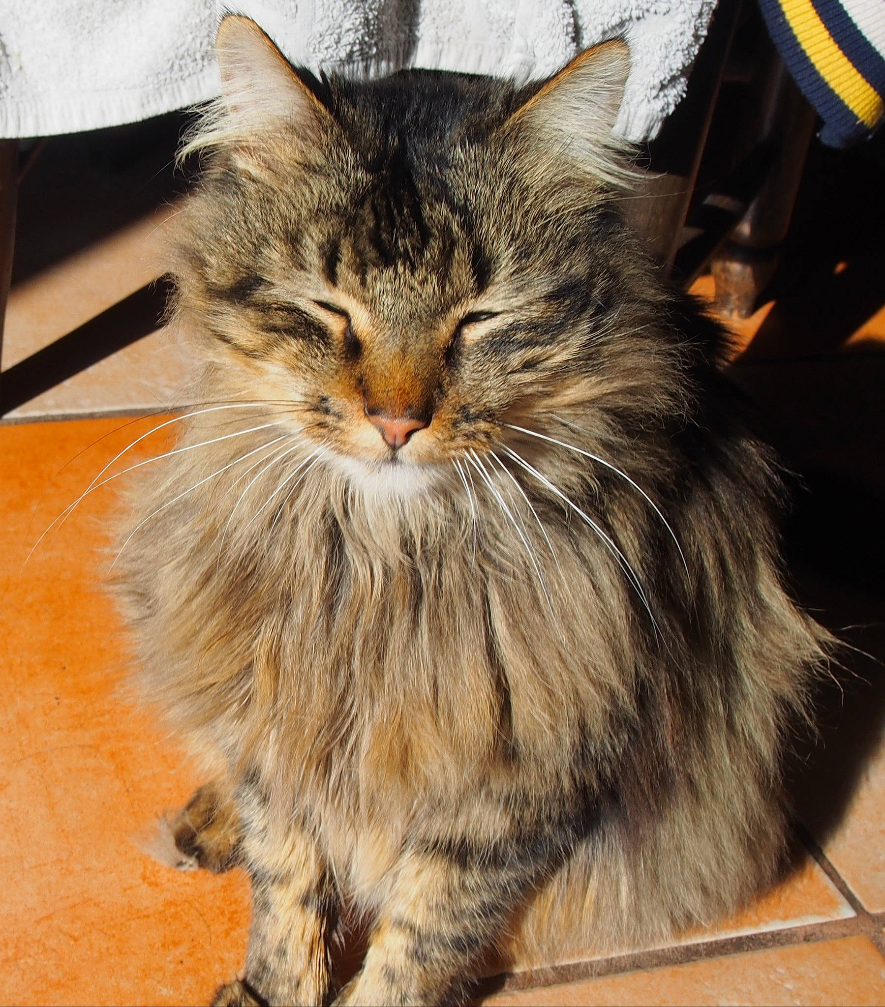 Sherkane a rejoint le concours — aidez-le/la à gagner de superbes lots ! british_longhair, carnivore, cat, claw, domestic_short_haired_cat, felidae, flooring, fur, hardwood, maine_coon, paw, small_to_medium_sized_cats, snout, tail, terrestrial_animal, whiskers, wood
