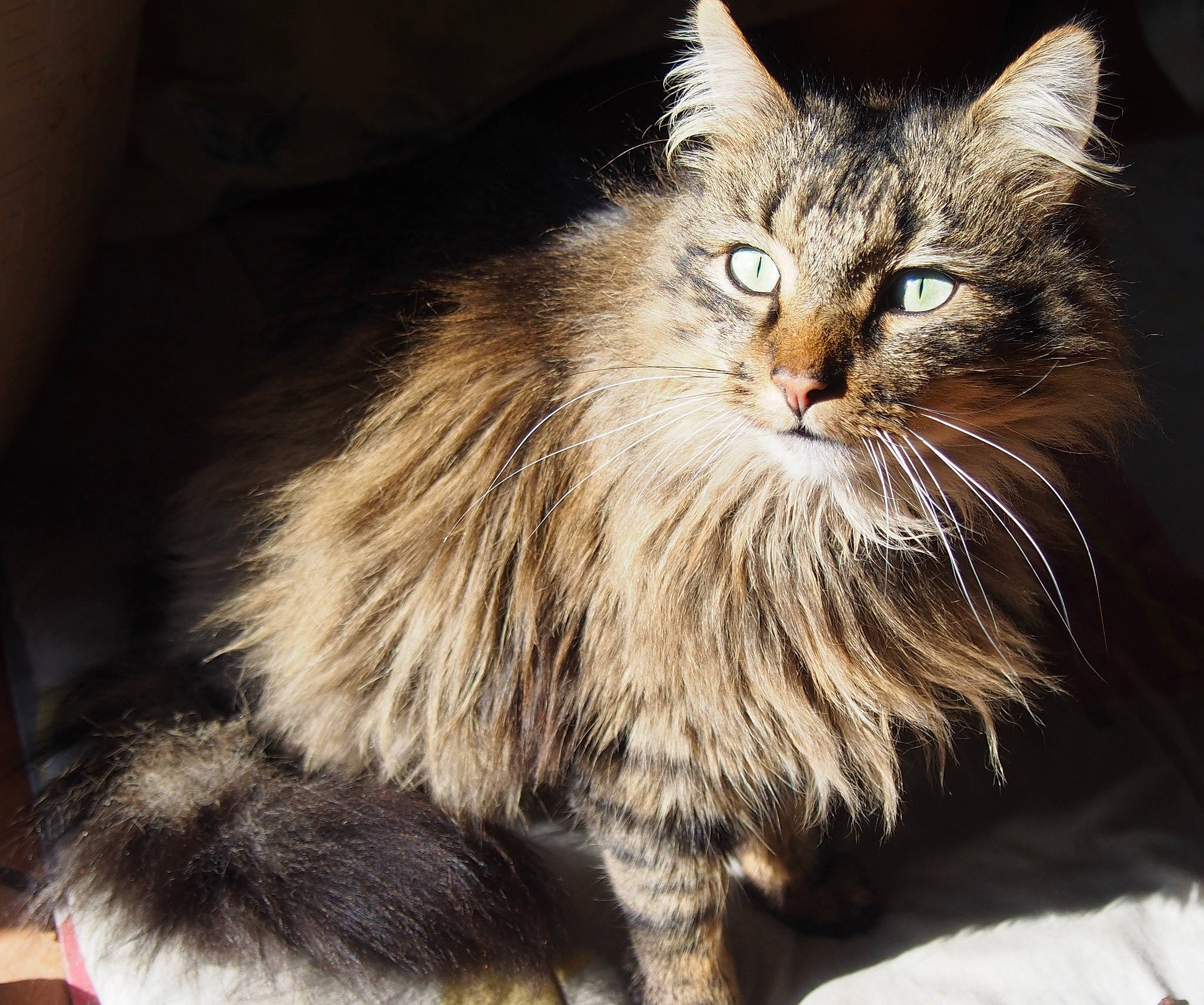 Kirsane participe au concours pour gagner de l'argent avec cette photo : carnivore, cat, claw, felidae, fur, laperm, maine_coon, small_to_medium_sized_cats, snout, terrestrial_animal, whiskers