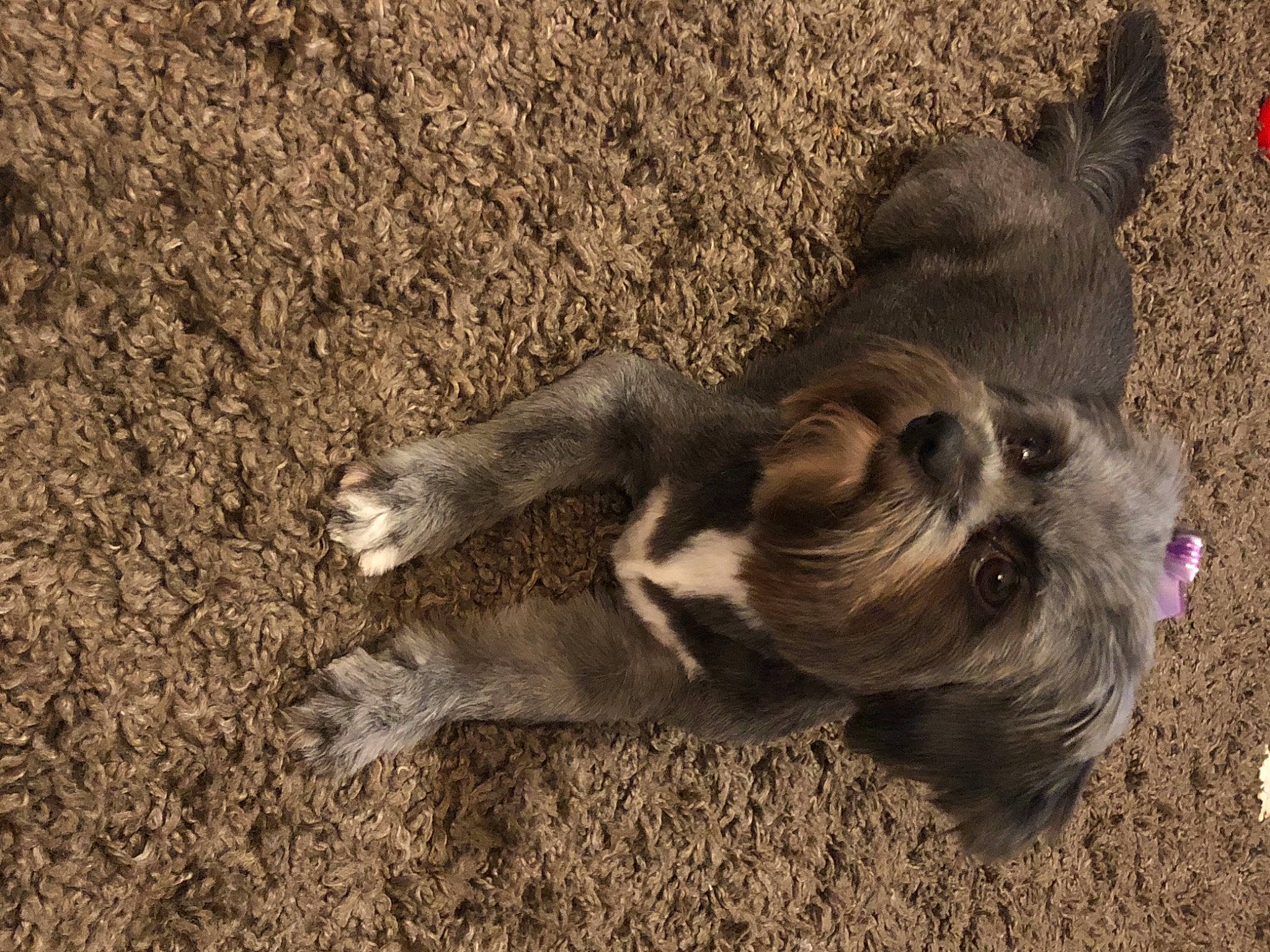 Sammie joined the competition — help win amazing prizes! beige, brown, canidae, carnivore, companion_dog, dog, dog_breed, dog_supply, fawn, fur, liver, non_sporting_group, puppy, small_terrier, snout, sporting_group, terrier, toy_dog, working_animal, working_dog