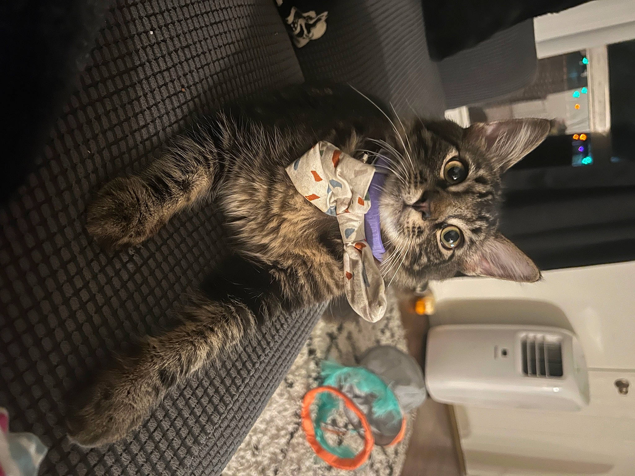 Kit joined the competition — help win amazing prizes! carnivore, cat, claw, comfort, computer_hardware, domestic_short_haired_cat, felidae, fur, home_appliance, machine, printer, printer_tray, small_to_medium_sized_cats, tail, whiskers