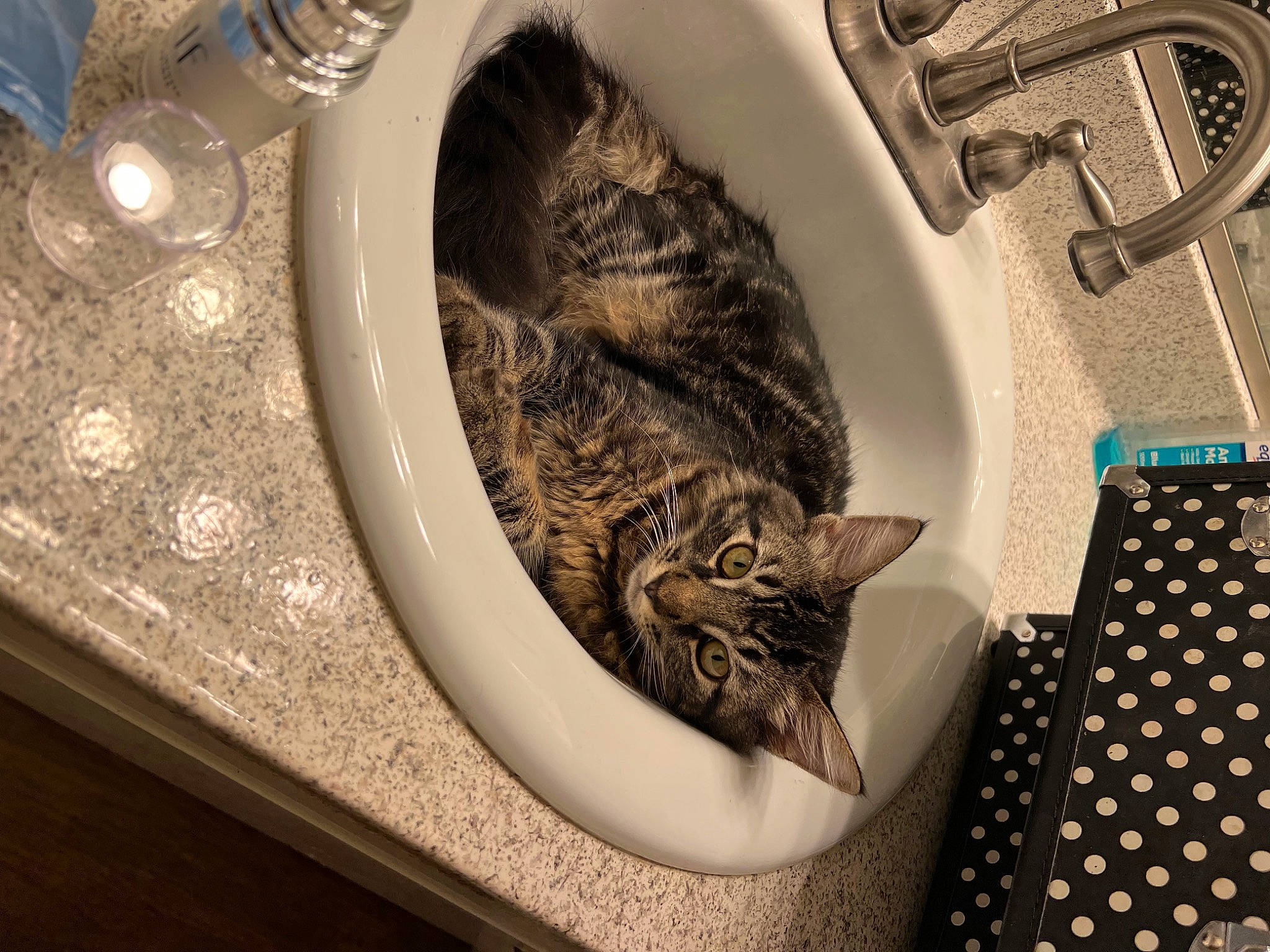 Kit is registered to the contest to win money with this photo: bathroom, carnivore, cat, comfort, domestic_short_haired_cat, felidae, flooring, fur, grey, interior_design, pattern, plumbing, plumbing_fixture, room, serveware, small_to_medium_sized_cats, tail, tap, whiskers, wood