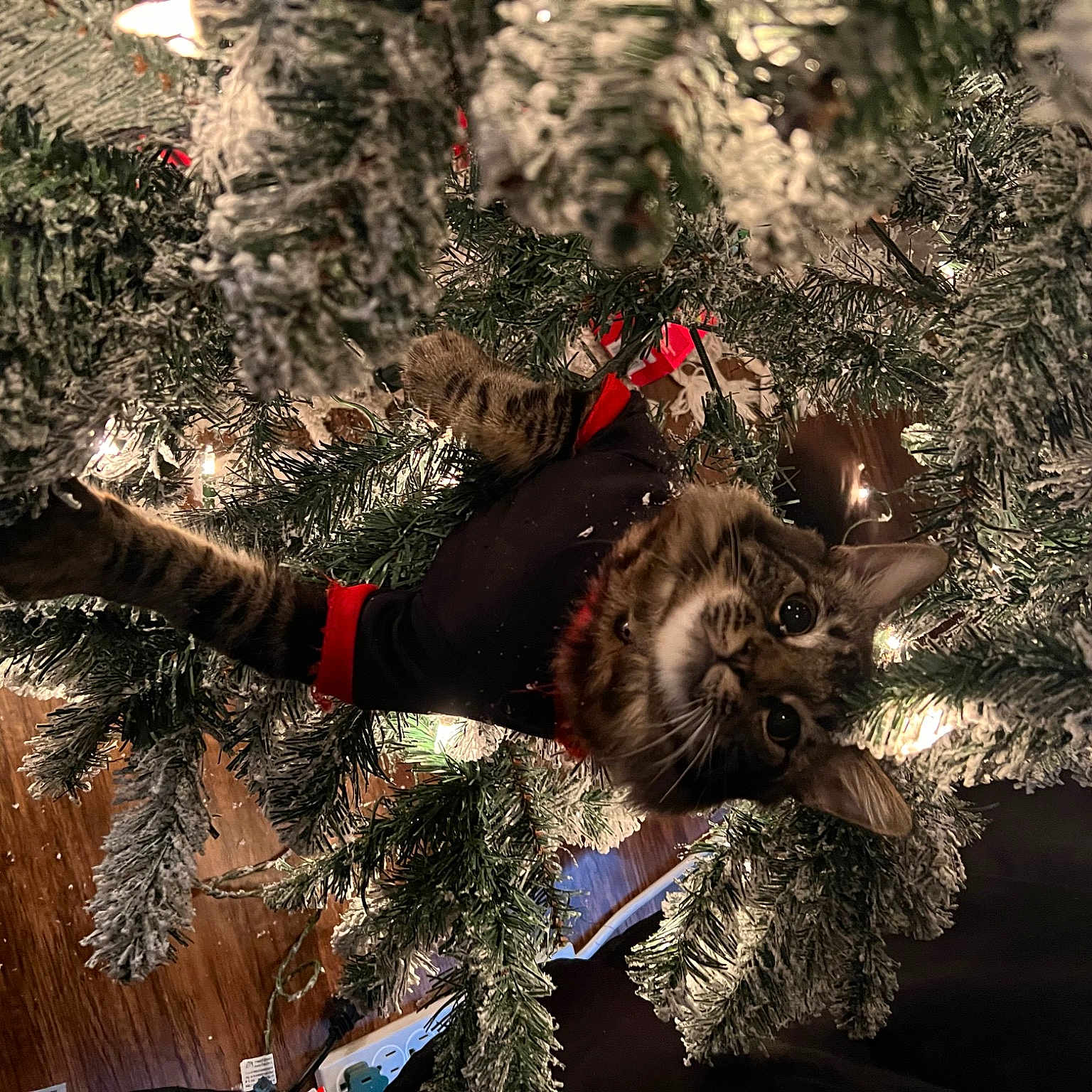 Kit is registered to the contest to win money with this photo: christmas_ornament, christmas_tree, conifer, event, evergreen, fawn, fun, fur, grass, happy, holiday_ornament, ornament, people_in_nature, plant, shrub, soil, sporting_group, tree, twig, winter