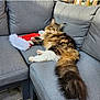 Sushi participe au concours pour gagner de l'argent avec cette photo : cat, couch, cozy, feline, fluffy, fur, gray_cushion, holiday, indoor, long_hair, paw, pet, red, relaxed, resting, santa_hat, tabby, tail, white, wooden_floor