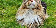 Sushi a rejoint le concours — aidez-le/la à gagner de superbes lots ! animal, cat, close_up, cute, daylight, feline, fluffy, garden, grass, greenery, long_hair, majestic, nature, outdoor, paw, pet, portrait, relaxed, resting, whiskers