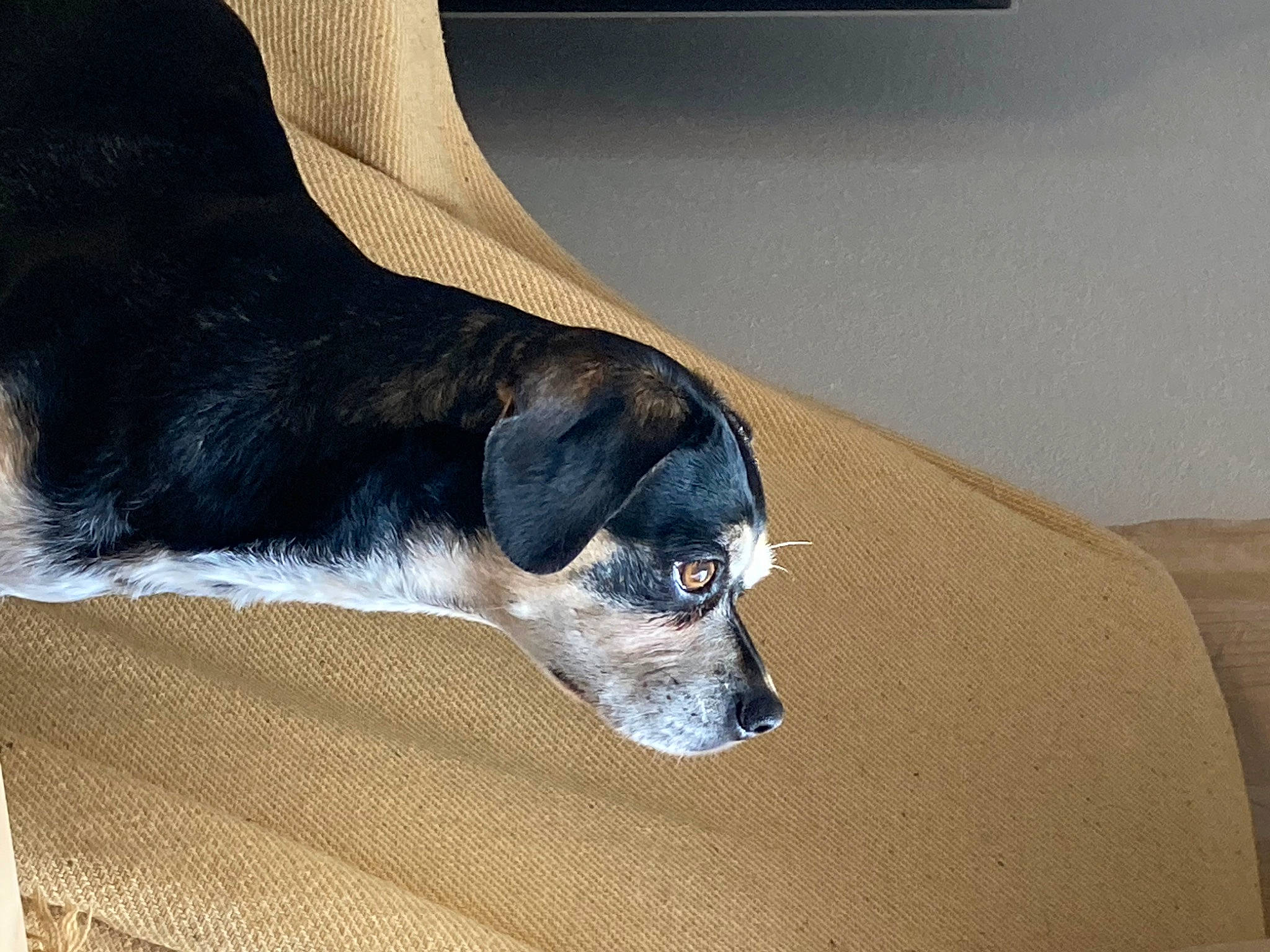 Gypsy participe au concours pour gagner de l'argent avec cette photo : canidae, carnivore, comfort, companion_dog, couch, dog, dog_breed, dog_supply, fawn, foot, fur, nap, paw, pet_supply, snout, sporting_group, tail, terrestrial_animal, whiskers, working_animal