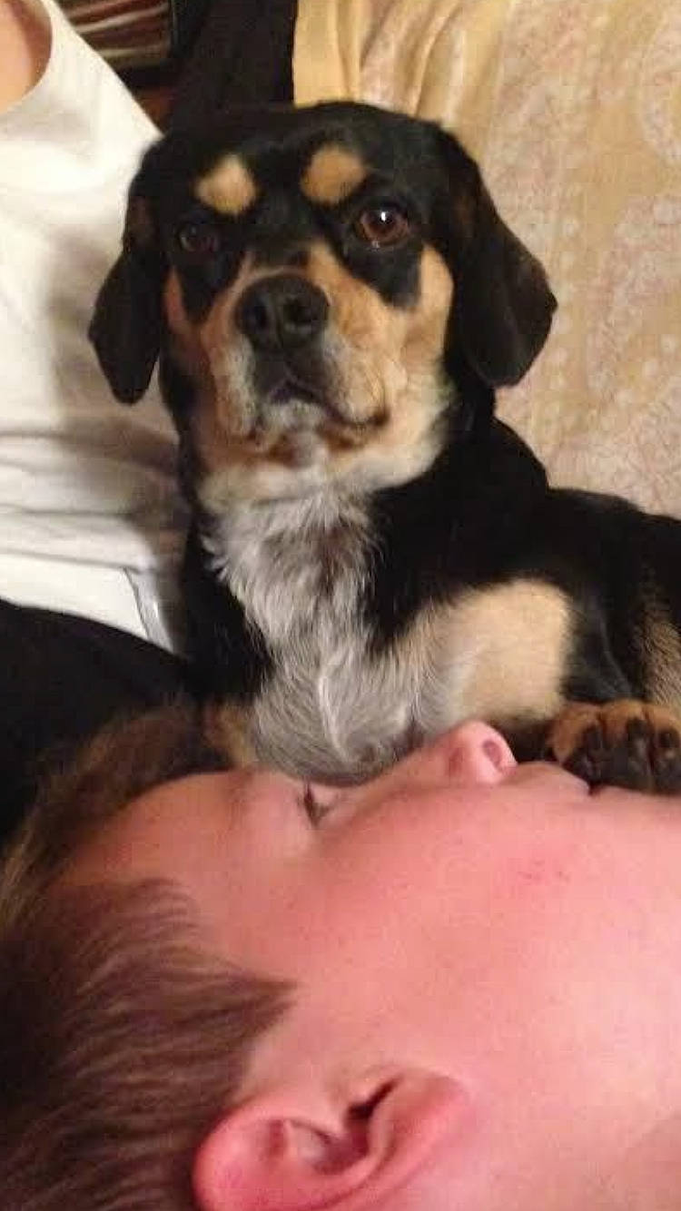 Gypsy participe au concours pour gagner de l'argent avec cette photo : canidae, carnivore, comfort, companion_dog, dog, dog_breed, eyelash, fawn, flesh, fur, gesture, paw, sporting_group, terrestrial_animal, throat, whiskers, working_animal, working_dog