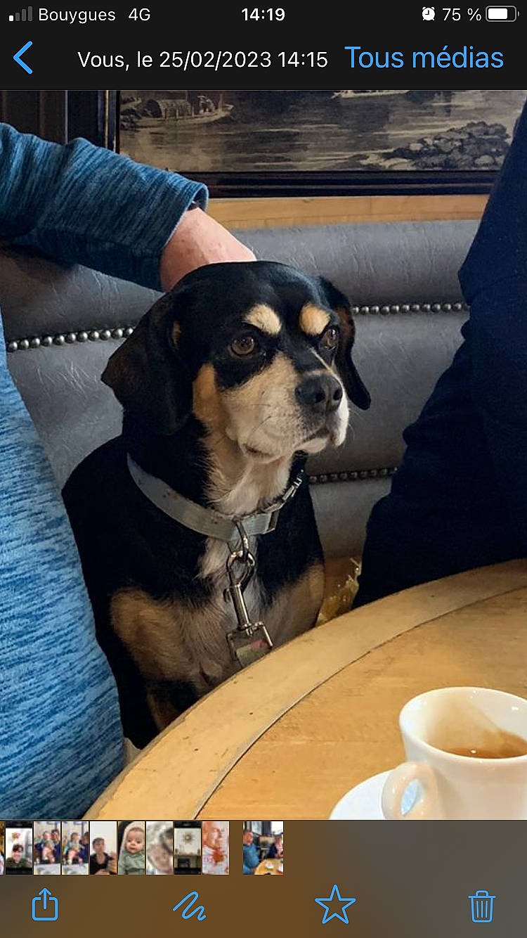 Gypsy a rejoint le concours — aidez-le/la à gagner de superbes lots ! canidae, carnivore, coffee, coffee_cup, collar, comfort, companion_dog, cup, dishware, dog, dog_breed, drink, drinkware, eyewear, porcelain, serveware, table, tableware, tea, teacup