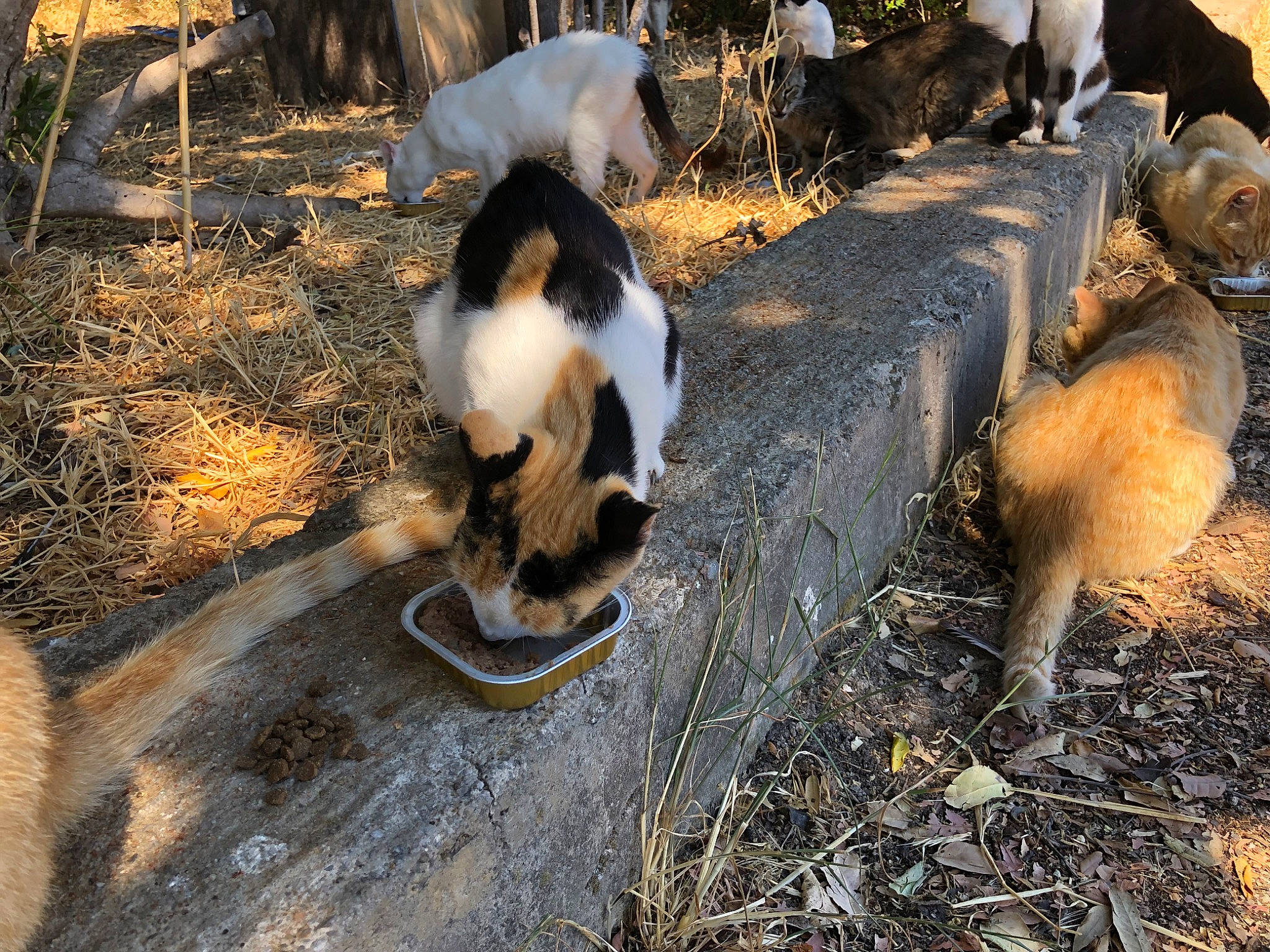Mimi participe au concours pour gagner de l'argent avec cette photo : canidae, cat, fur, goat, goat_antelope, goats, grass, landscape, light, livestock, mammal, plant, soil, tail, terrestrial_animal, vertebrate, wildlife, wood