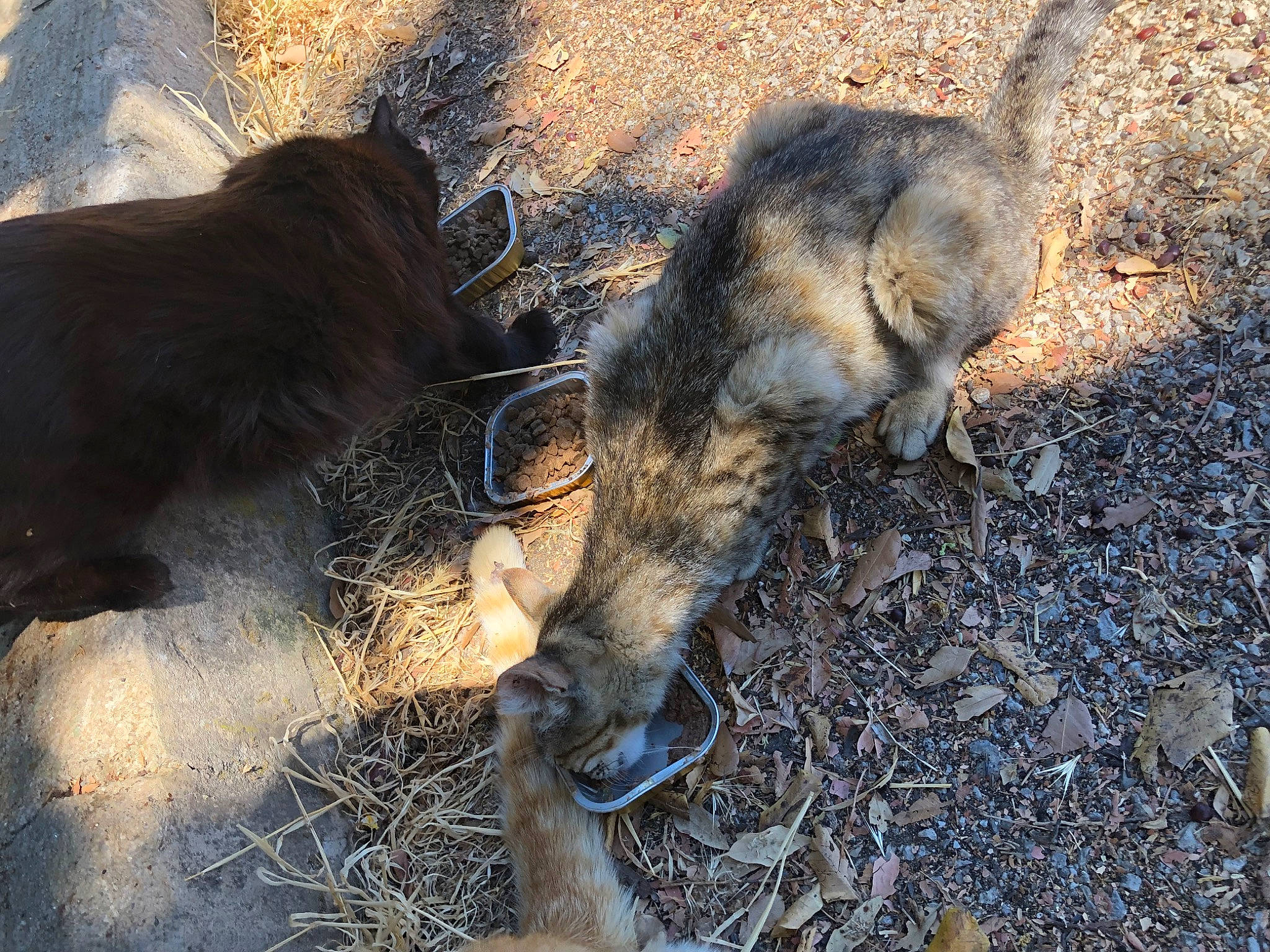 Mimi a rejoint le concours — aidez-le/la à gagner de superbes lots ! canidae, claw, dog_breed, fawn, fur, grass, human_leg, livestock, natural_material, shadow, snout, soil, sporting_group, suidae, tail, terrestrial_animal, wildlife, wood, working_animal