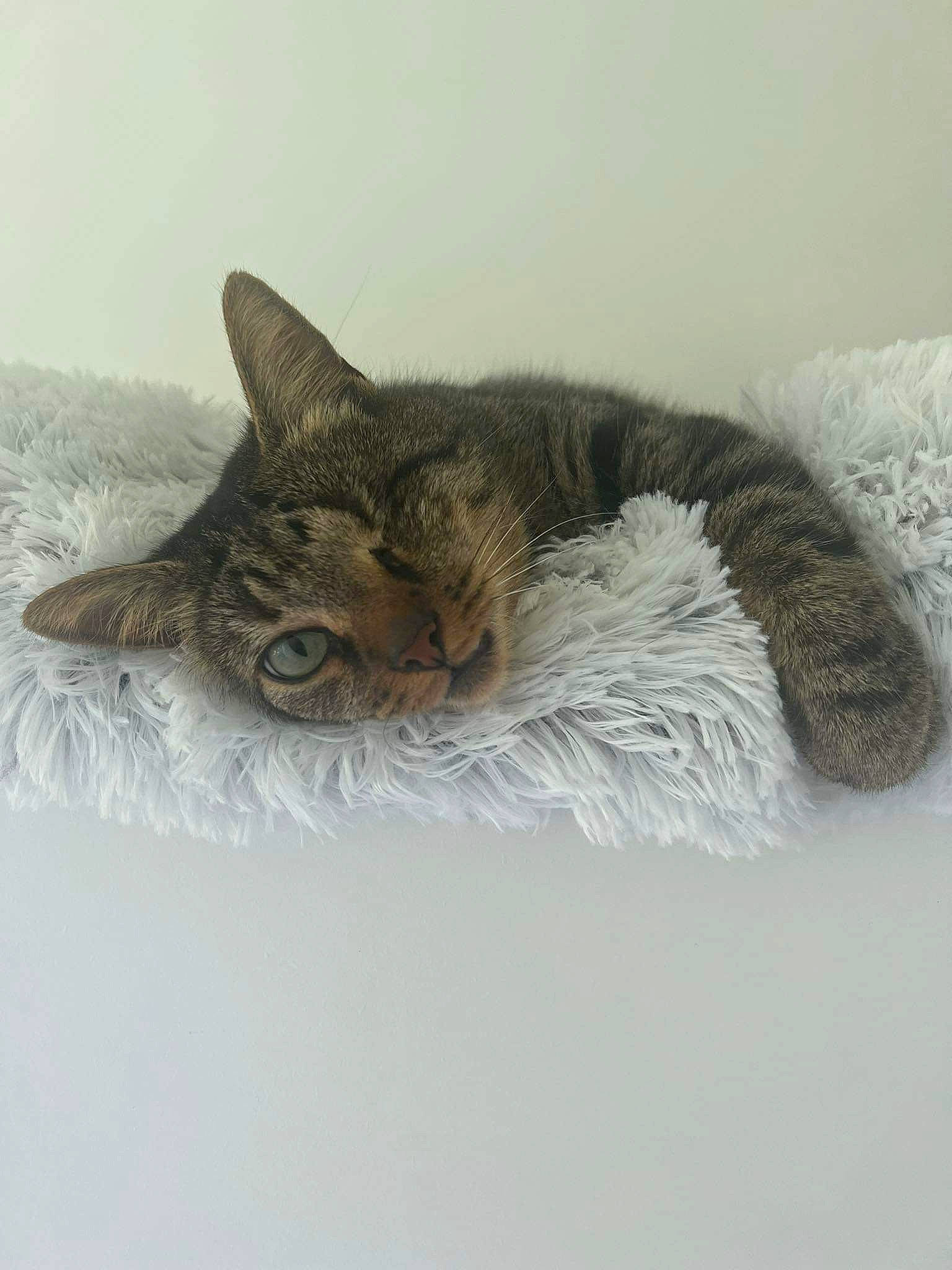 Mimi participe au concours pour gagner de l'argent avec cette photo : art, carnivore, cat, cat_bed, claw, comfort, domestic_short_haired_cat, felidae, freezing, fur, grey, paw, small_to_medium_sized_cats, snout, snow, tail, terrestrial_animal, whiskers, window, winter