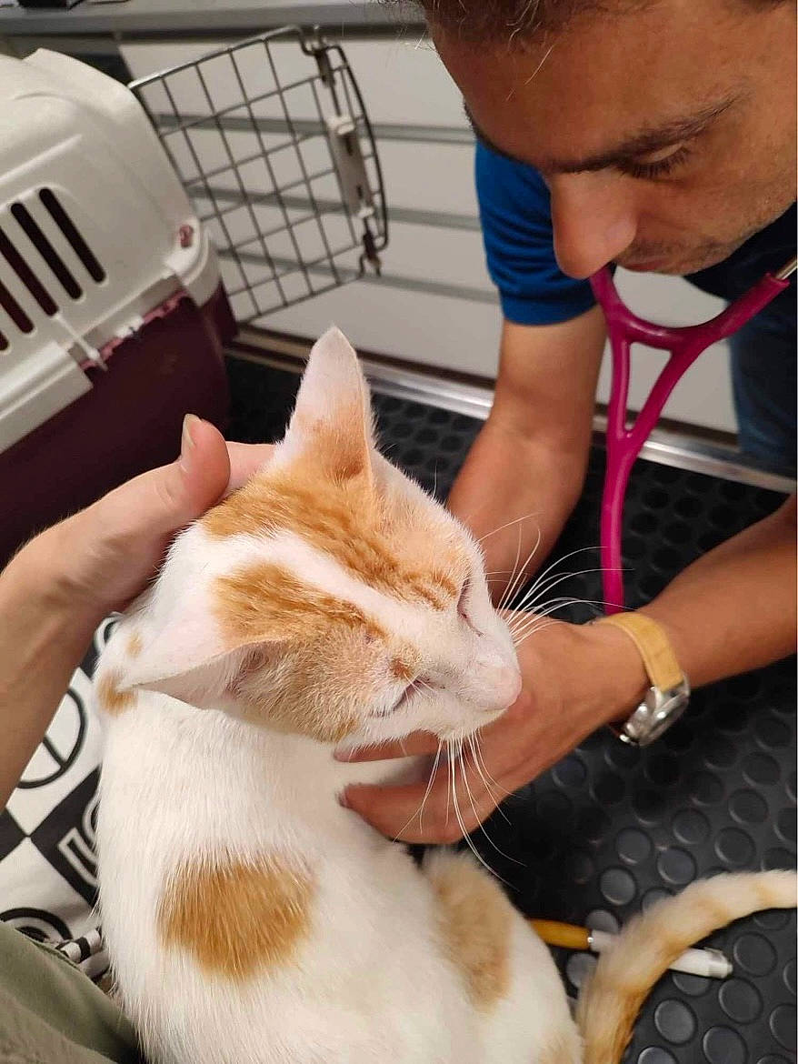 Koni a rejoint le concours — aidez-le/la à gagner de superbes lots ! carnivore, cat, claw, comfort, domestic_short_haired_cat, ear, fawn, felidae, fur, home_appliance, kitchen_appliance, lap, nap, paw, service, small_to_medium_sized_cats, snout, toaster, watch, whiskers