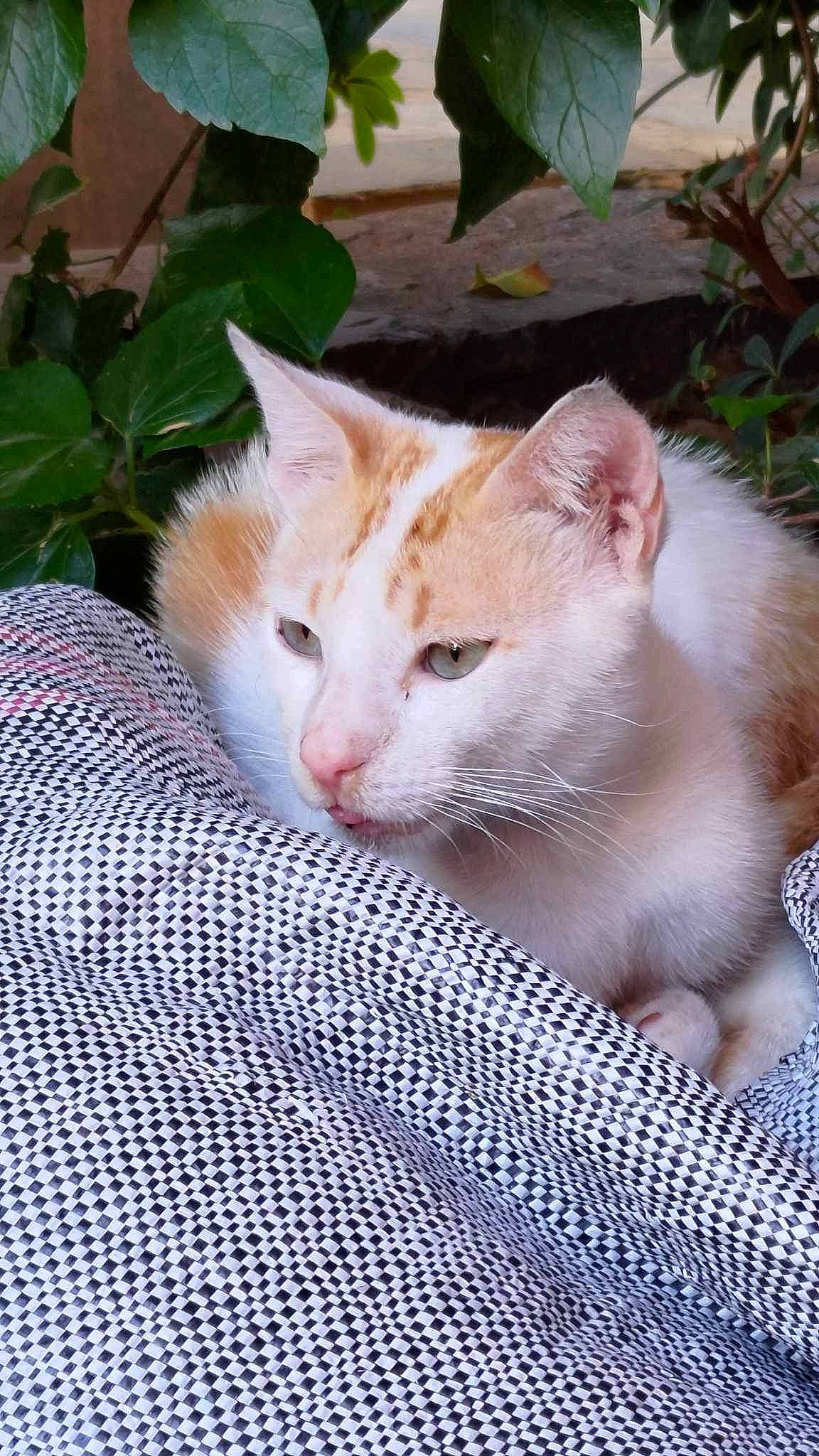 Koni participe au concours pour gagner de l'argent avec cette photo : carnivore, cat, collar, comfort, domestic_short_haired_cat, drinking, fawn, felidae, fur, grass, mesh, pet_supply, plant, sitting, small_to_medium_sized_cats, snout, tail, terrestrial_animal, whiskers, wood