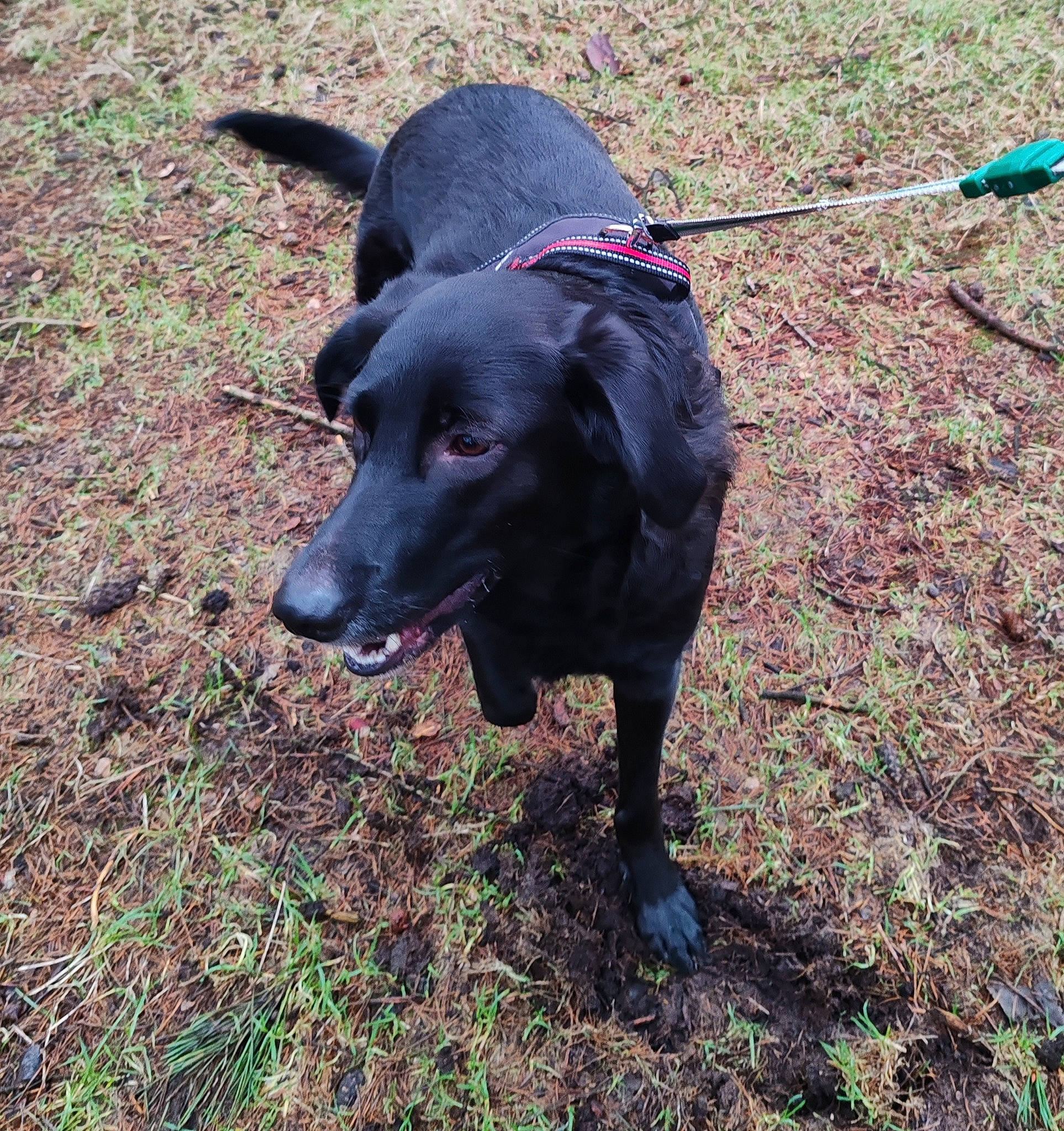 Nala is registered to the contest to win money with this photo: borador, canidae, carnivore, collar, companion_dog, dog, dog_breed, dog_collar, grass, gun_dog, hunting_dog, liver, pet_supply, snout, soil, sporting_group, tail, terrestrial_animal, tracking_trial, working_animal