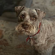 Sammy is registered to the contest to win money with this photo: dog, pet, close_up, brown, collar, indoor, carpet, fur, animal, mammal, portrait, looking, face, ears, whiskers, eyes, cute, furry, domestic_animal, companion