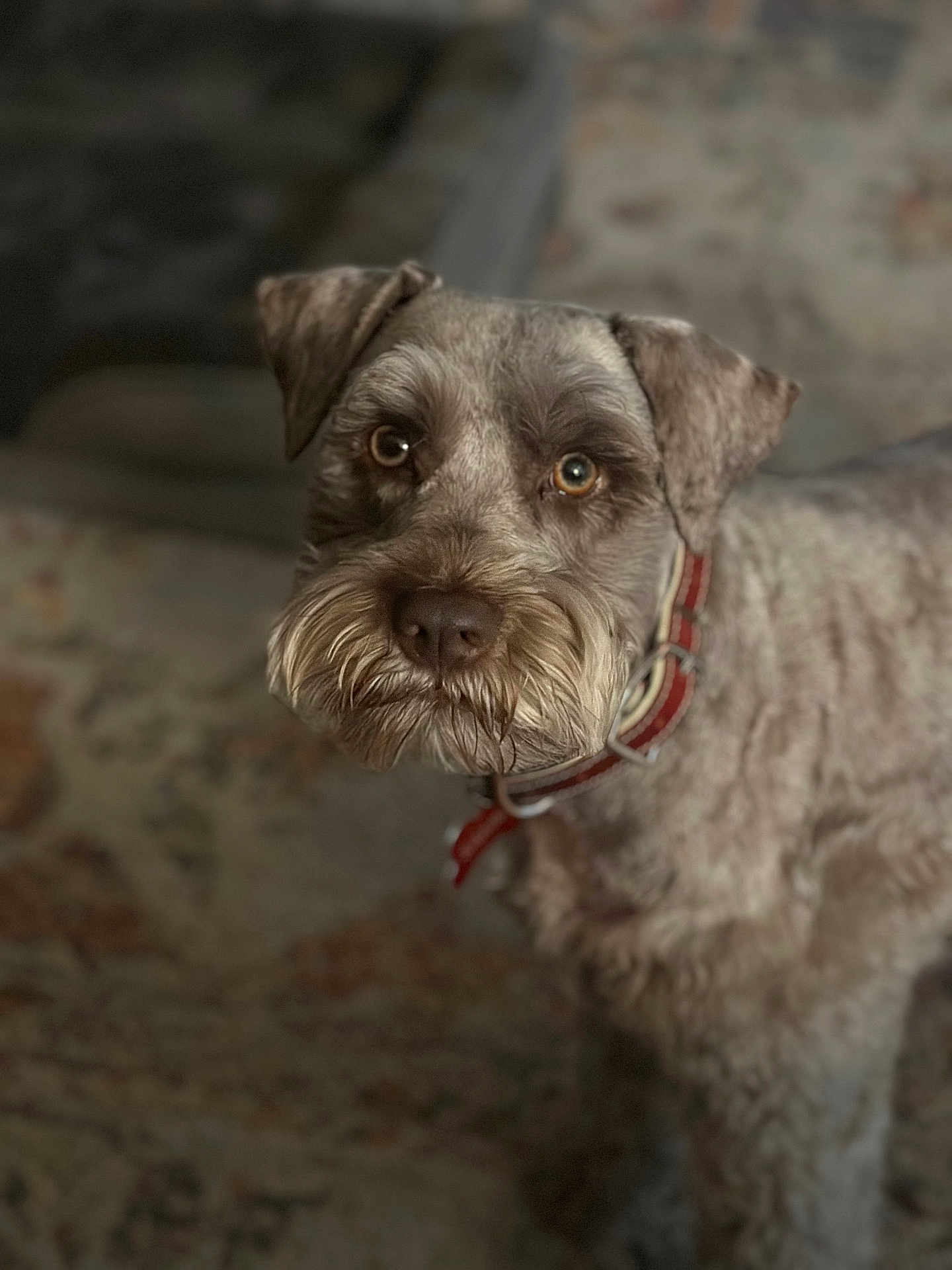 Sammy is registered to the contest to win money with this photo: dog, pet, close_up, brown, collar, indoor, carpet, fur, animal, mammal, portrait, looking, face, ears, whiskers, eyes, cute, furry, domestic_animal, companion