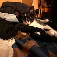Zorro a rejoint le concours — aidez-le/la à gagner de superbes lots ! kitten, cat, black_and_white, pet, indoor, blanket, stuffed_toy, cozy, resting, bedroom, feline, cute, animal, fur, whiskers, ears, paw, relaxed, looking, young