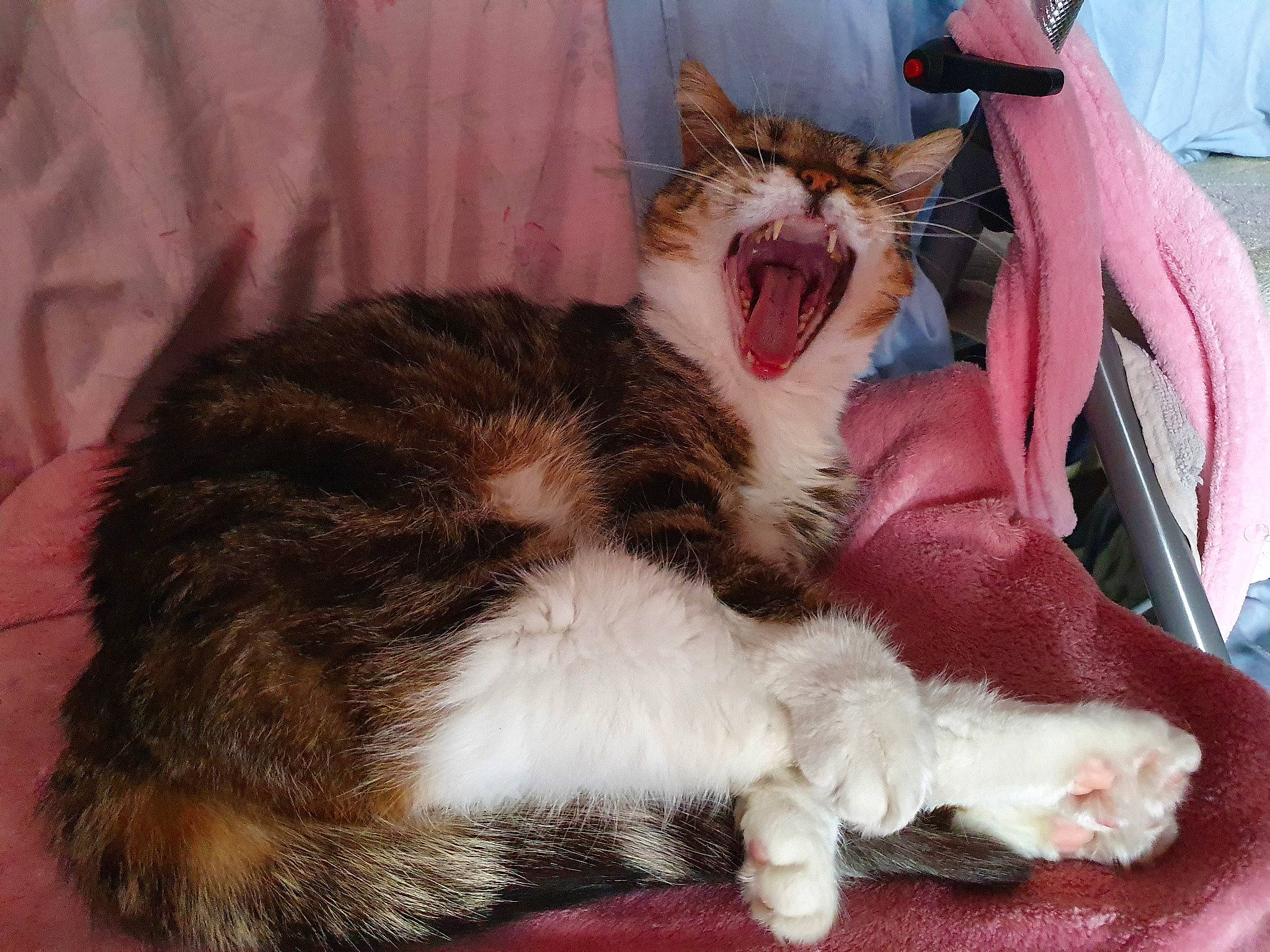 Iris a rejoint le concours — aidez-le/la à gagner de superbes lots ! carnivore, cat, cat_bed, claw, comfort, domestic_short_haired_cat, fang, fawn, felidae, foot, fur, lap, nap, paw, small_to_medium_sized_cats, snout, tail, whiskers, yawn