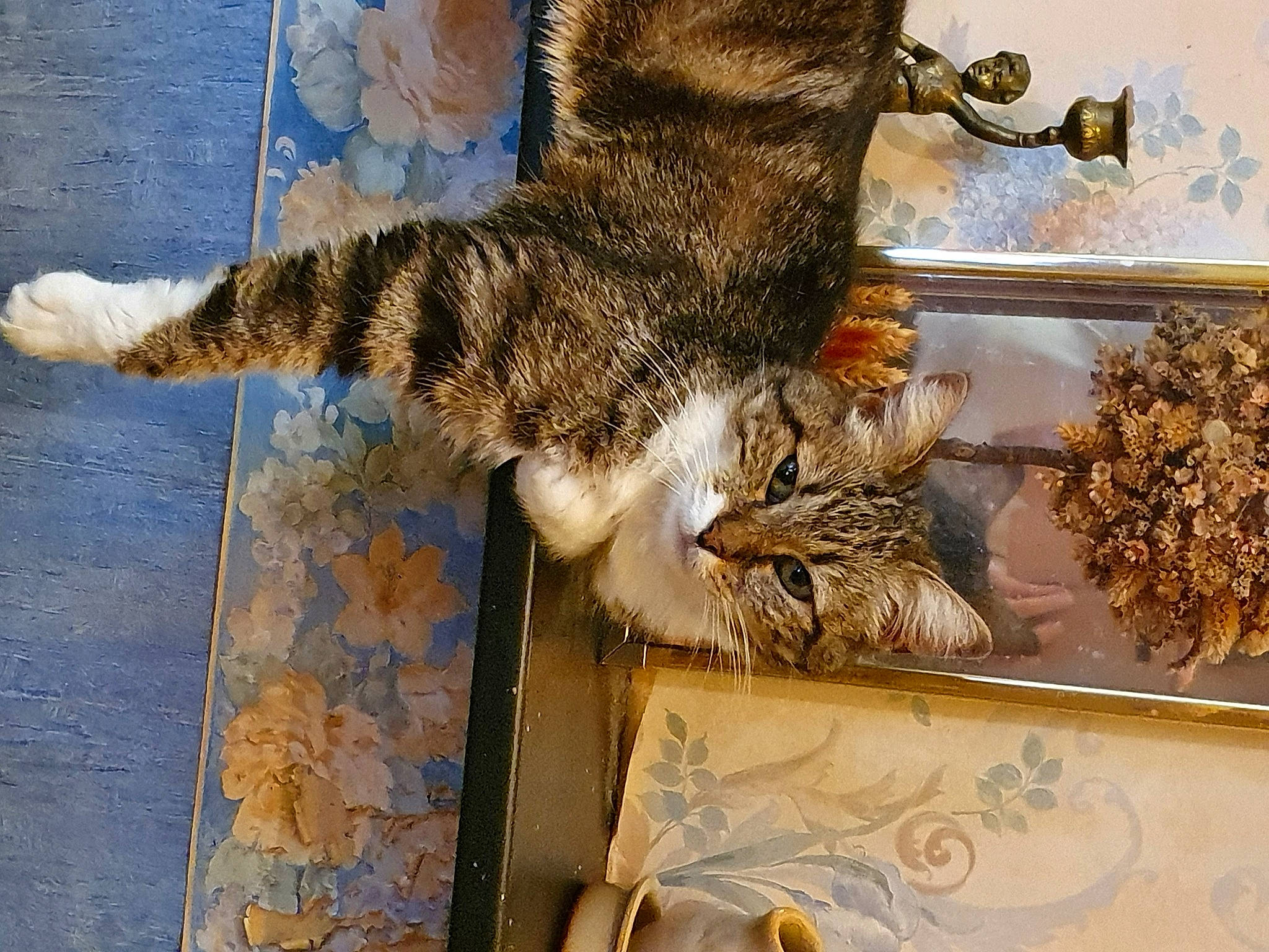 Iris a rejoint le concours — aidez-le/la à gagner de superbes lots ! art, bird_of_prey, carnivore, cat, claw, domestic_short_haired_cat, felidae, fur, herb, paw, small_to_medium_sized_cats, tail, terrestrial_animal, whiskers, wood