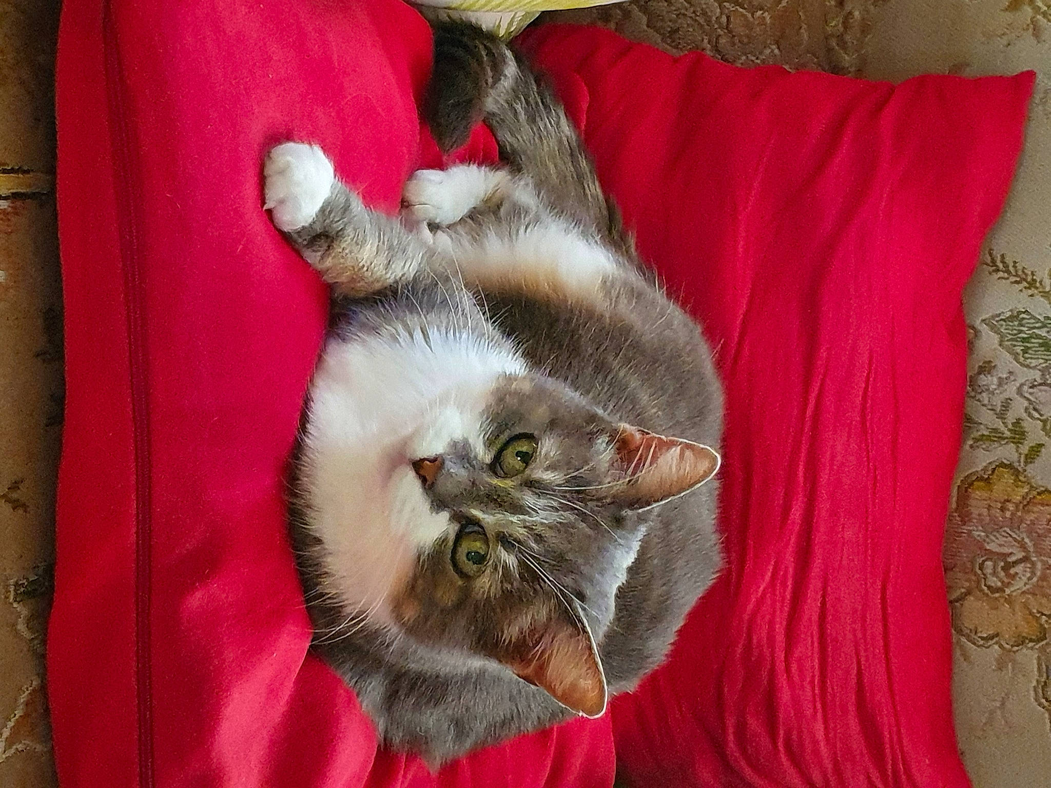 Easy a rejoint le concours — aidez-le/la à gagner de superbes lots ! carnivore, cat, cat_supply, claw, comfort, domestic_short_haired_cat, fawn, felidae, fur, grey, linens, pattern, paw, plant, small_to_medium_sized_cats, tail, textile, whiskers, wood