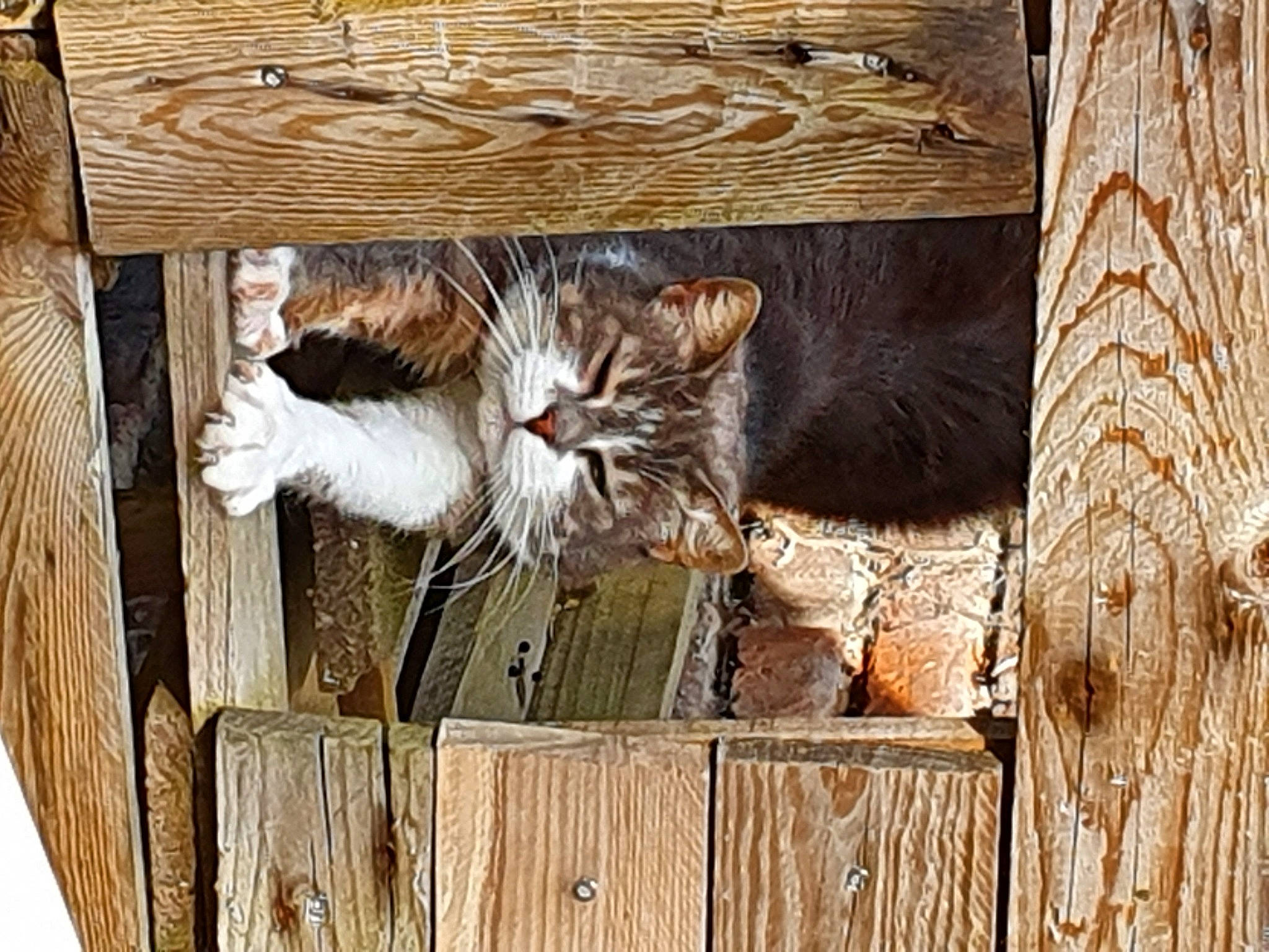 Easy participe au concours pour gagner de l'argent avec cette photo : carnivore, cat, domestic_short_haired_cat, door, felidae, fur, hardwood, natural_material, pattern, plank, plywood, rectangle, small_to_medium_sized_cats, tail, terrestrial_animal, trunk, twig, whiskers, wood, wood_stain