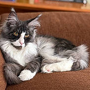 Marley is registered to the contest to win money with this photo: cat, fluffy, gray, white, couch, indoor, pet, feline, relaxed, ears, whiskers, fur, domestic_animal, animal, paws, closeup, portrait, resting, cute, mammal