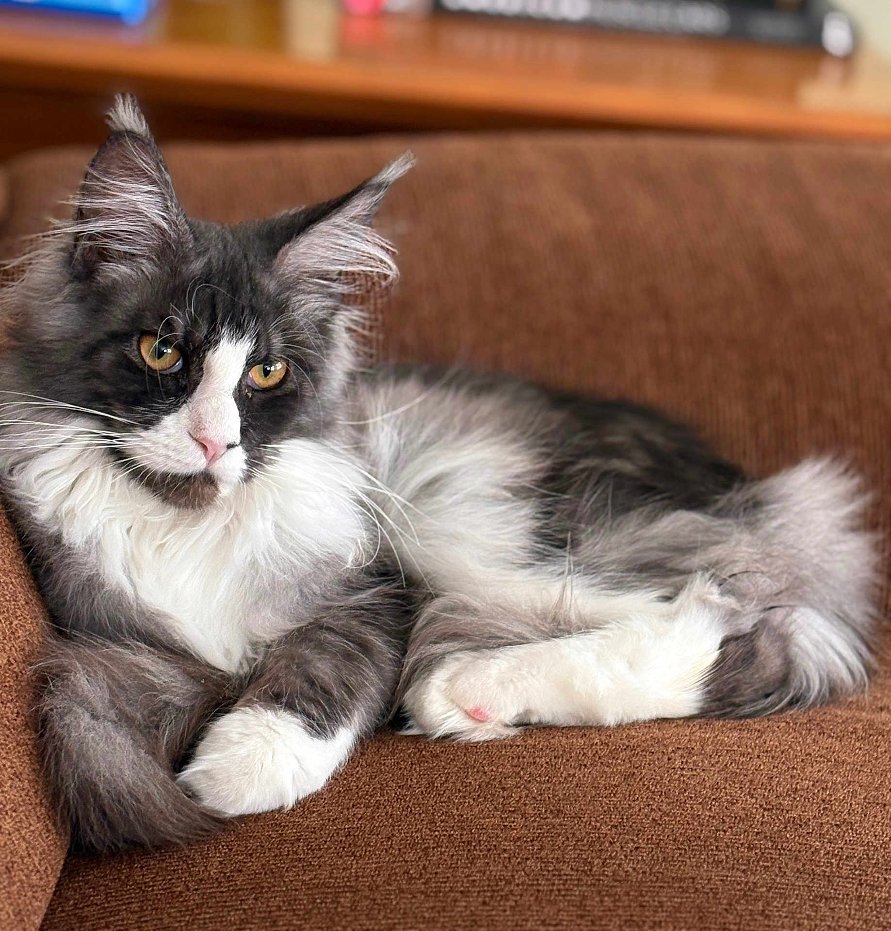 Marley is registered to the contest to win money with this photo: cat, fluffy, gray, white, couch, indoor, pet, feline, relaxed, ears, whiskers, fur, domestic_animal, animal, paws, closeup, portrait, resting, cute, mammal