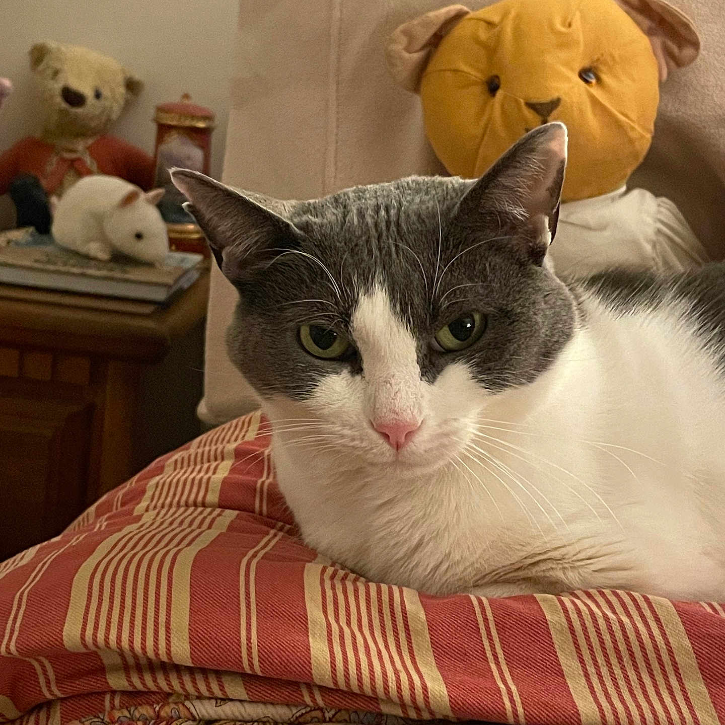 Gracie is registered to the contest to win money with this photo: animal, baby, bed, bedroom, blanket, cat, couch, cushion, furniture, homedecor, indoors, kitten, manx, person, pet, pillow, plush, quilt, teddybear, toy