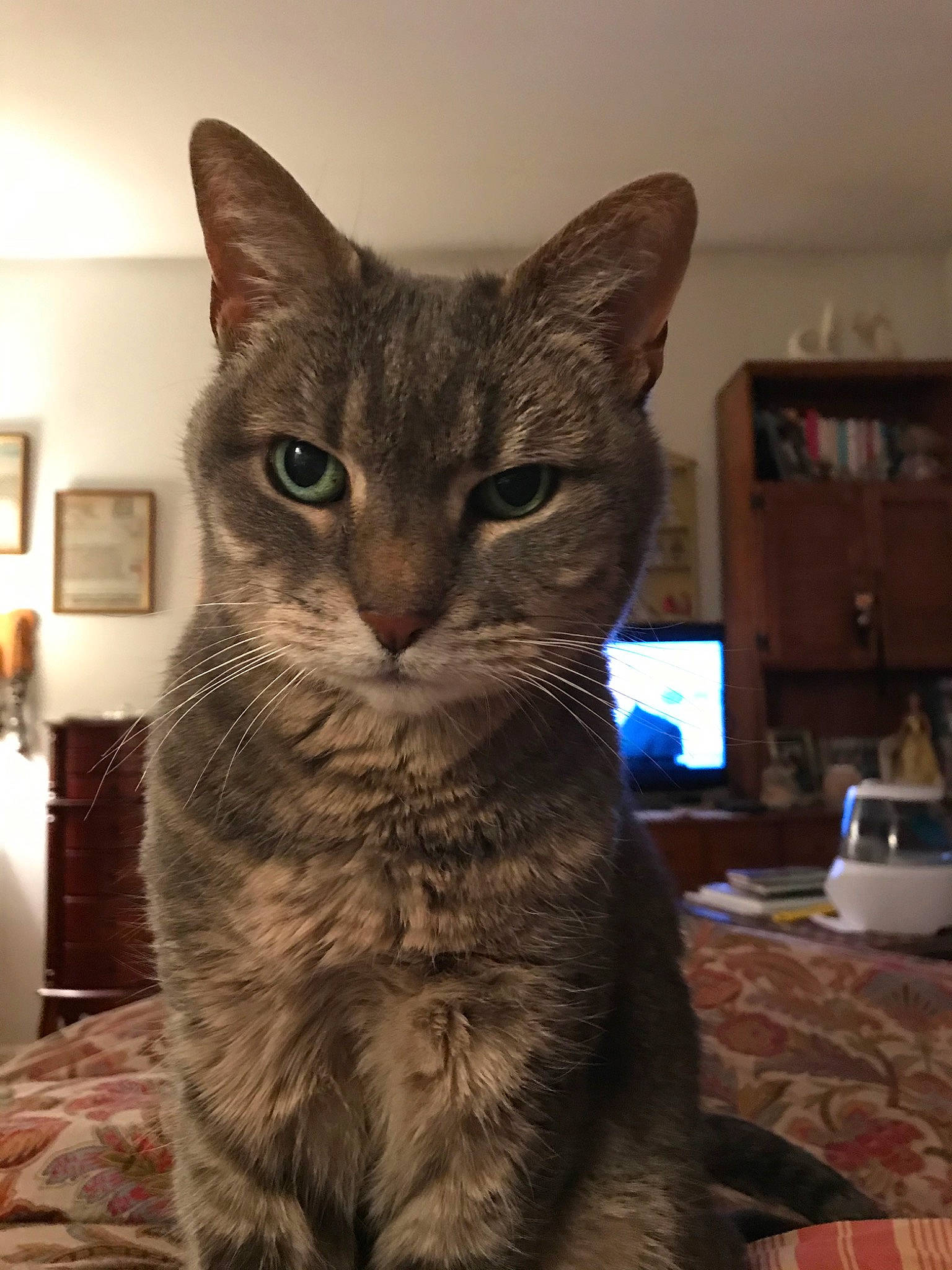 Maisy joined the competition — help win amazing prizes! american_shorthair, asian, australian_mist, california_spangled, carnivore, cat, chartreux, domestic_short_haired_cat, european_shorthair, felidae, german_rex, korat, mammal, nebelung, russian_blue, small_to_medium_sized_cats, snout, tabby_cat, vertebrate, whiskers