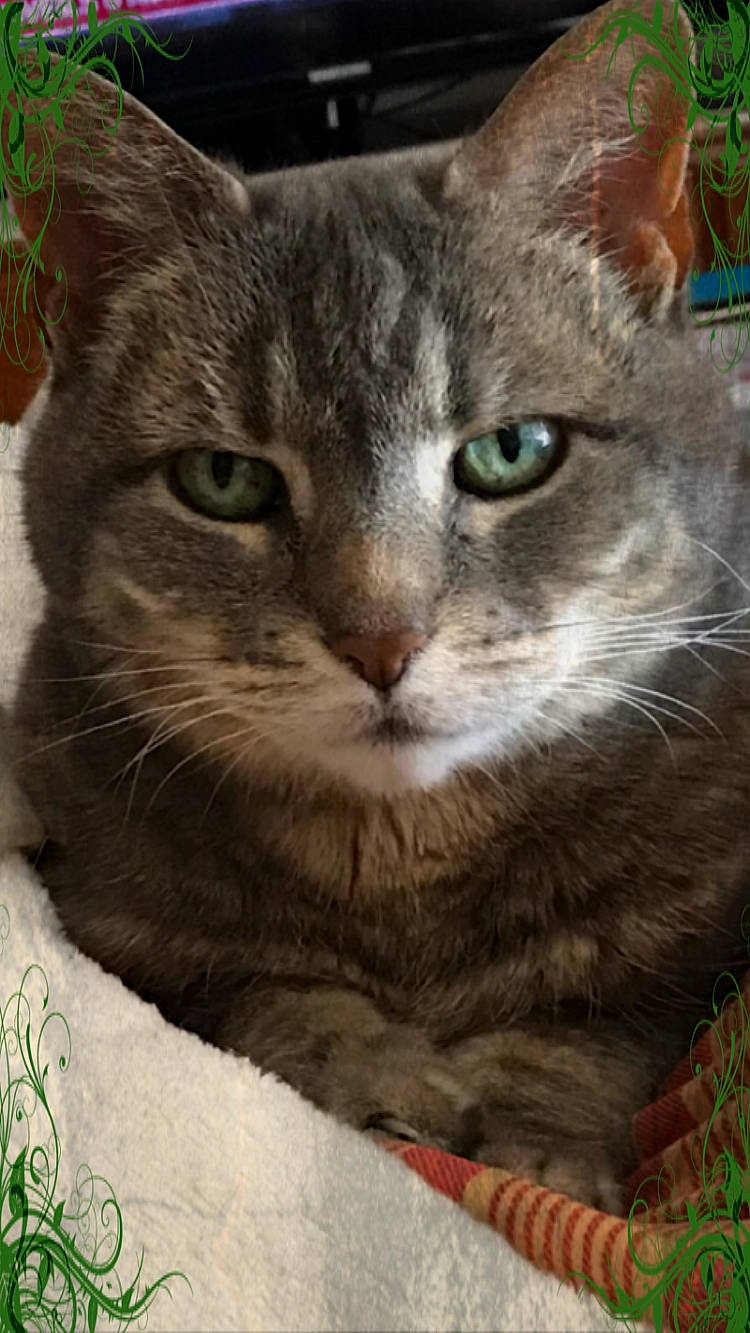 Maisy is registered to the contest to win money with this photo: carnivore, cat, claw, domestic_short_haired_cat, eye, felidae, fur, green, iris, paw, photo_caption, sitting, small_to_medium_sized_cats, snout, tail, terrestrial_animal, tree, whiskers, wildlife, window