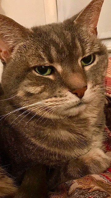 Maisy is registered to the contest to win money with this photo: aegean_cat, american_shorthair, asian, australian_mist, carnivore, cat, domestic_short_haired_cat, dragon_li, european_shorthair, felidae, kitten, mammal, nebelung, pixie_bob, small_to_medium_sized_cats, snout, tabby_cat, vertebrate, whiskers