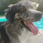 Nahiko participe au concours pour gagner de l'argent avec cette photo : dog, tongue, panting, close_up, nose, teeth, brown_eyes, speckled_fur, muzzle, pool, water, outdoor, sunlight, trees, grass, patio, tile, pet, happy, summer