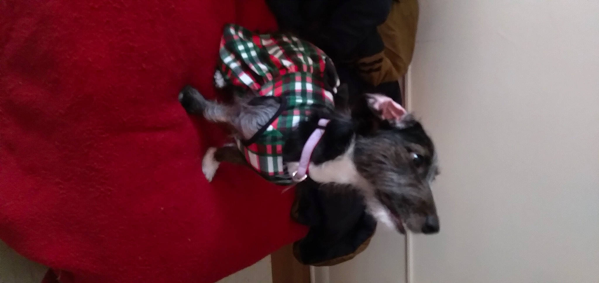 Phoebe joined the competition — help win amazing prizes! canidae, carnivore, comfort, companion_dog, dog_breed, dog_supply, fawn, felidae, flooring, fur, magenta, pattern, pet_supply, plaid, small_to_medium_sized_cats, snout, sporting_group, tail, tartan, whiskers