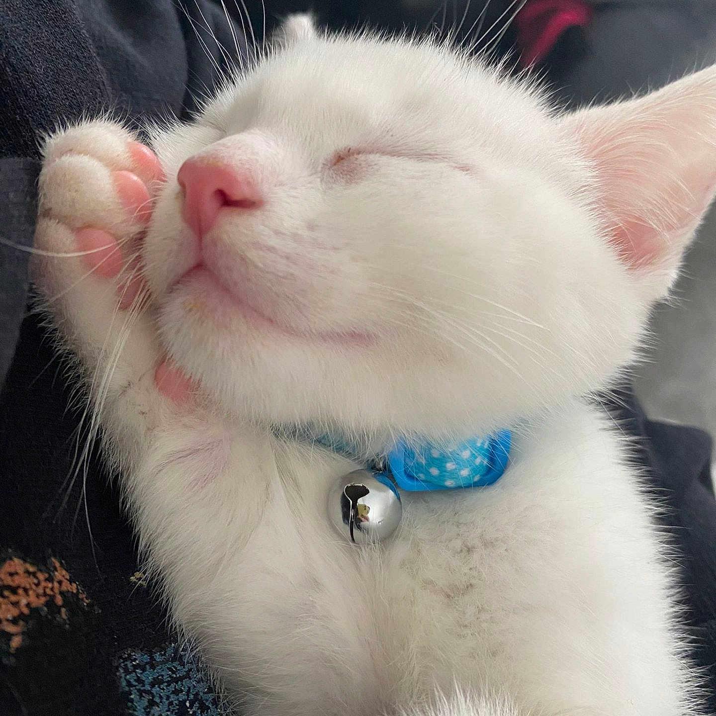 Apollo joined the competition — help win amazing prizes! accessories, angora, animal, bodypart, canine, cat, collar, dog, face, head, jewelry, kitten, mouth, necklace, person, pet, photography, portrait, puppy, sleeping