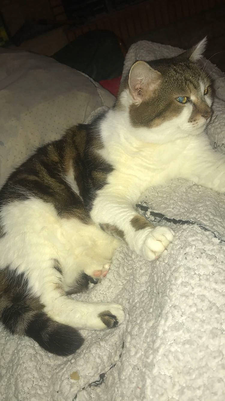 Mémère participe au concours pour gagner de l'argent avec cette photo : carnivore, cat, cat_bed, cat_supply, claw, comfort, domestic_short_haired_cat, eye, felidae, fur, nap, paw, sleep, small_to_medium_sized_cats, snout, tail, terrestrial_animal, whiskers