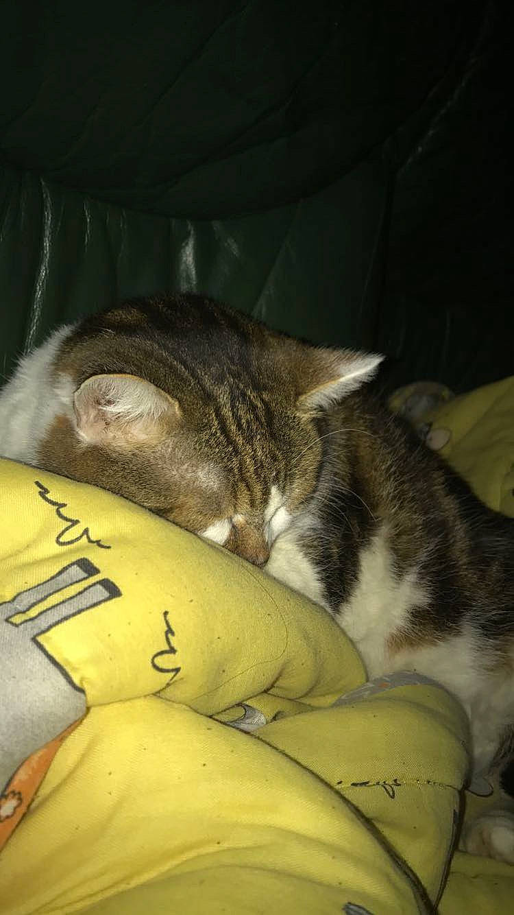 Mémère participe au concours pour gagner de l'argent avec cette photo : carnivore, cat, claw, comfort, domestic_short_haired_cat, eye, fawn, felidae, fur, hand, human_body, human_leg, leg, paw, small_to_medium_sized_cats, snout, tail, terrestrial_animal, whiskers, wildlife