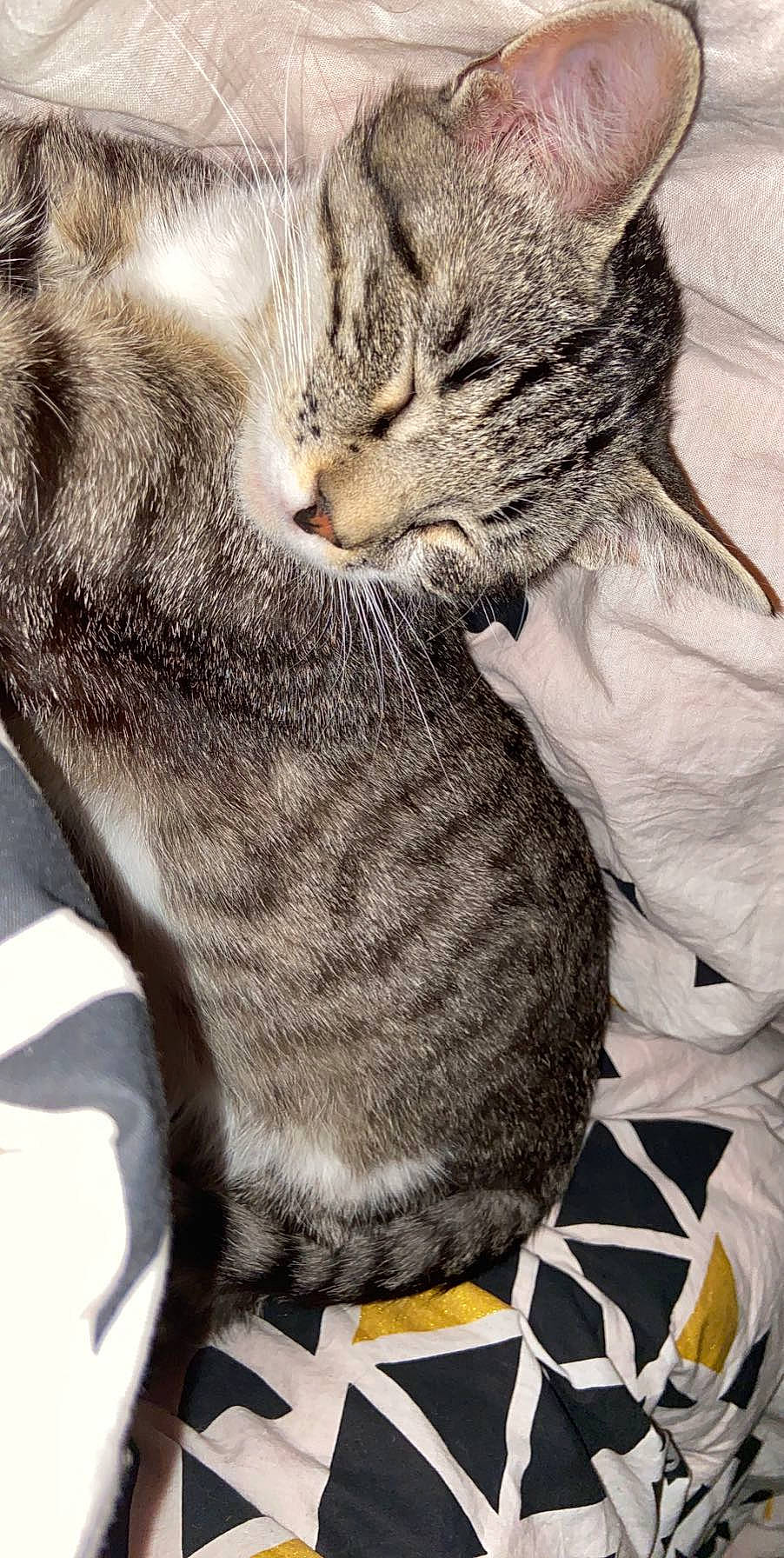 Félicity participe au concours pour gagner de l'argent avec cette photo : carnivore, cat, claw, comfort, domestic_short_haired_cat, ear, felidae, fur, gesture, grey, hug, leg, nap, paw, small_to_medium_sized_cats, snout, tail, terrestrial_animal, whiskers, wildlife