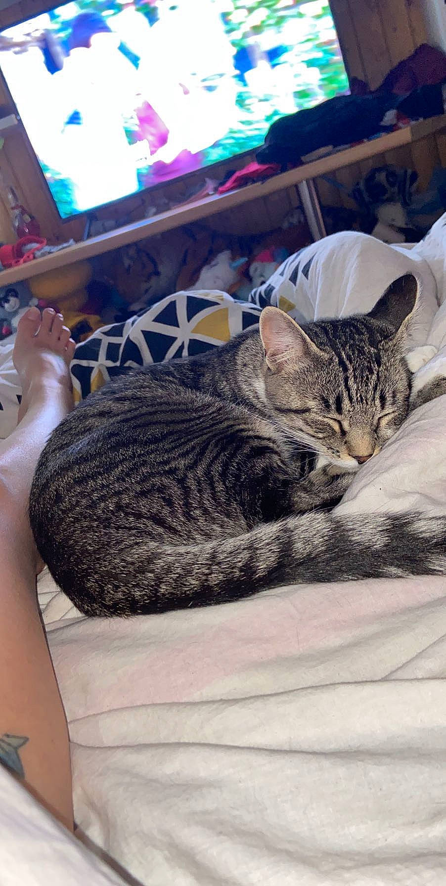 Félicity a rejoint le concours — aidez-le/la à gagner de superbes lots ! carnivore, cat, comfort, computer_monitor, couch, desk, desktop_computer, display_device, felidae, flat_panel_display, fur, grey, linens, output_device, picture_frame, small_to_medium_sized_cats, table, television, television_set, whiskers