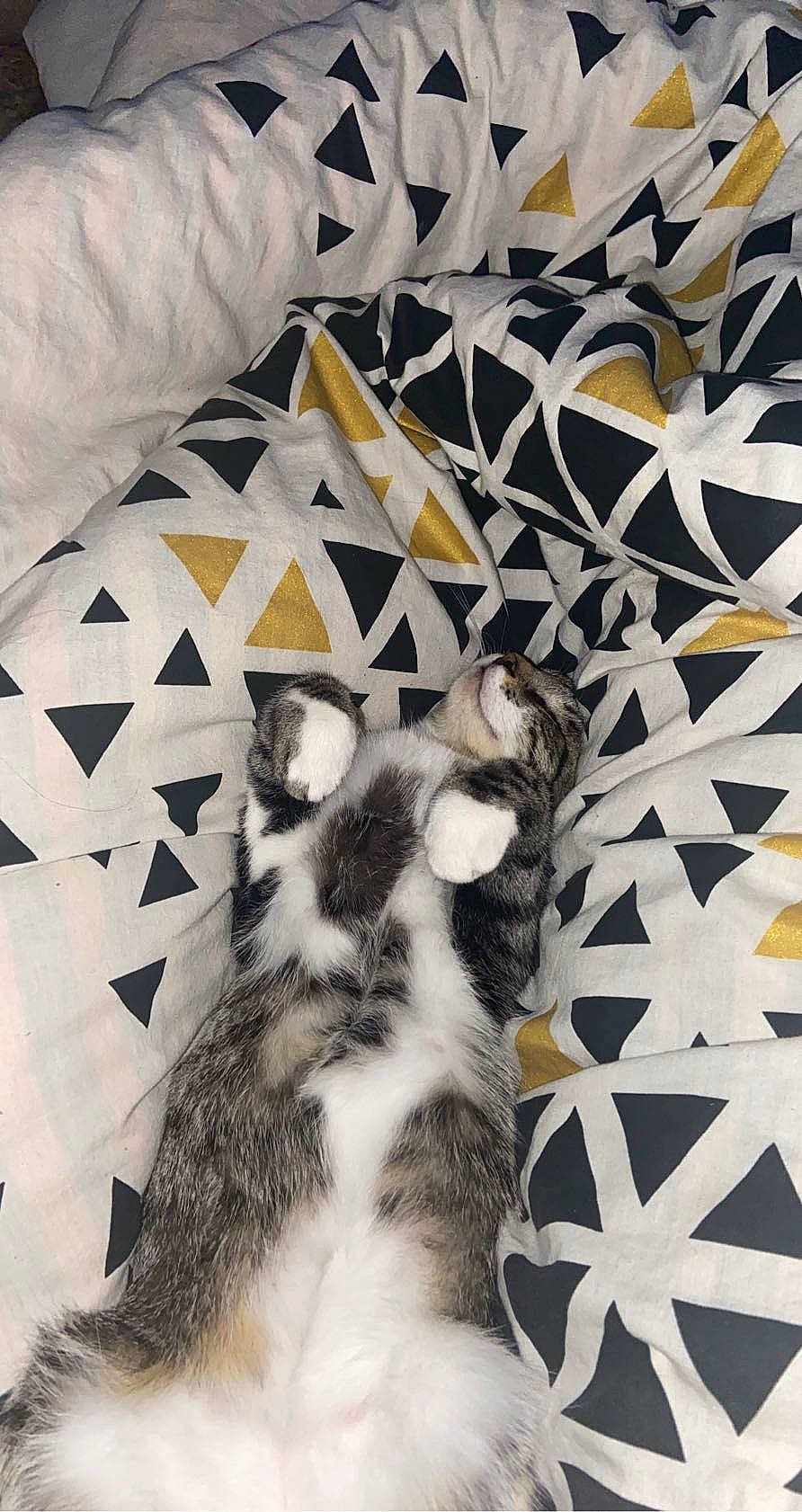 Félicity a rejoint le concours — aidez-le/la à gagner de superbes lots ! art, carnivore, cat, ceiling, claw, fawn, felidae, flooring, font, fur, grey, linens, pattern, paw, room, small_to_medium_sized_cats, tail, terrestrial_animal, whiskers, wood