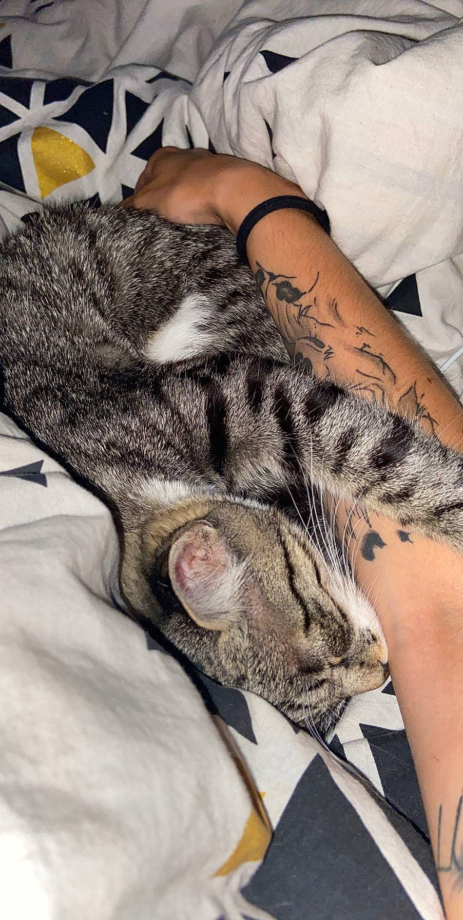 Félicity a rejoint le concours — aidez-le/la à gagner de superbes lots ! carnivore, cat, comfort, elbow, eye, fawn, felidae, gesture, human_body, human_leg, leg, military_camouflage, nail, paw, small_to_medium_sized_cats, tail, temporary_tattoo, thigh, whiskers, wrist