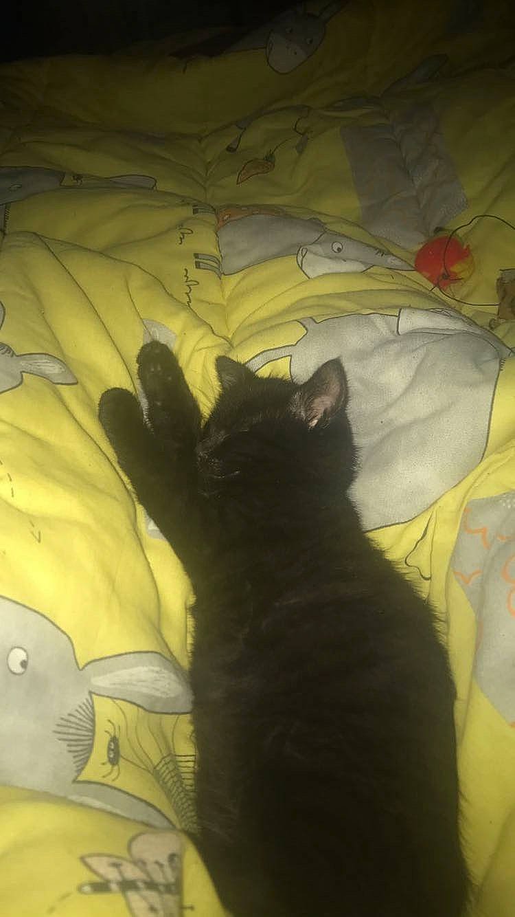 Salem a rejoint le concours — aidez-le/la à gagner de superbes lots ! black_cat, bombay, carnivore, cat, comfort, darkness, domestic_short_haired_cat, felidae, fur, gesture, grass, linens, shadow, small_to_medium_sized_cats, snout, tail, textile, tints_and_shades, tree, whiskers